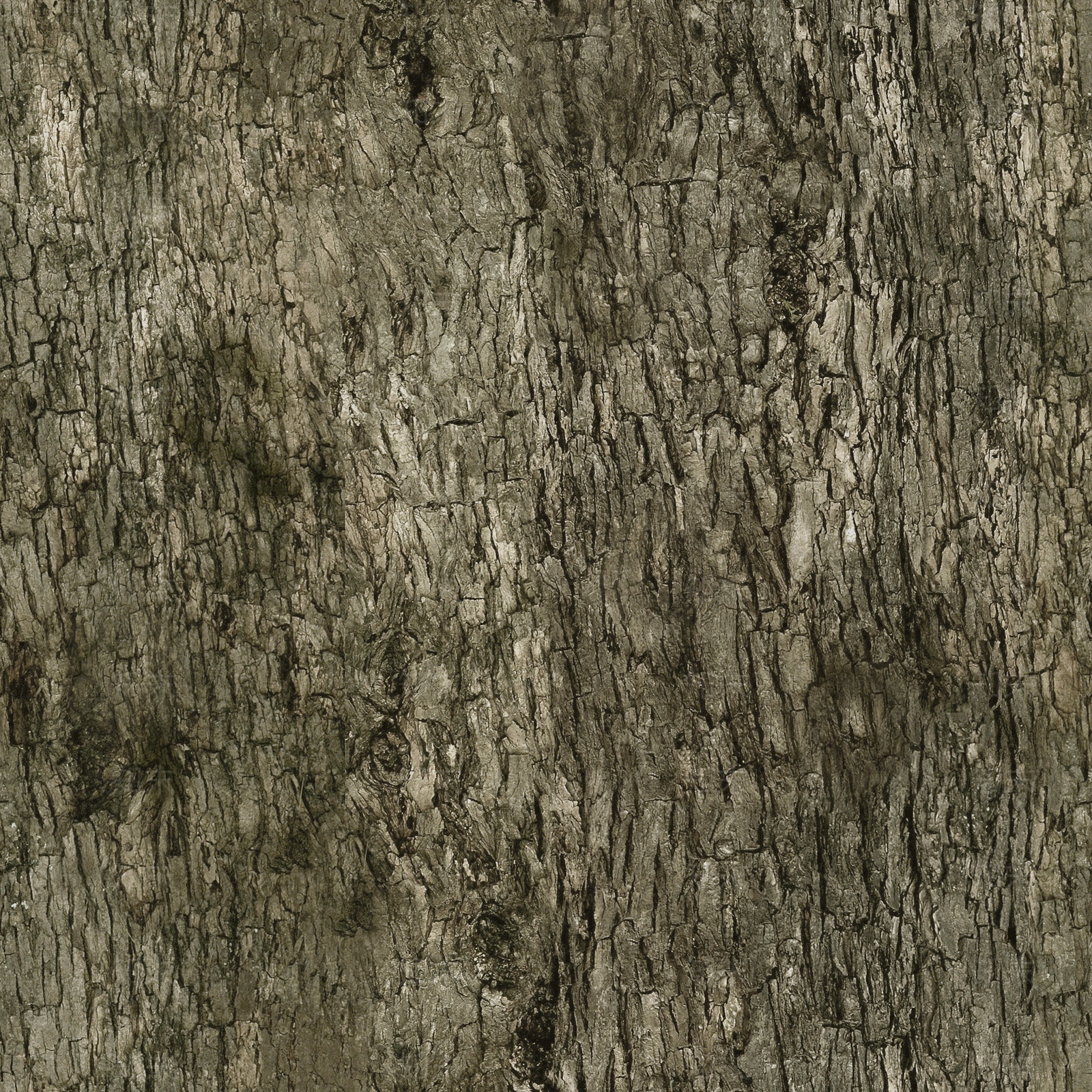 树皮树纹老木旧木朽木树枝树干木纹木头贴图下载【ID:1137094109】