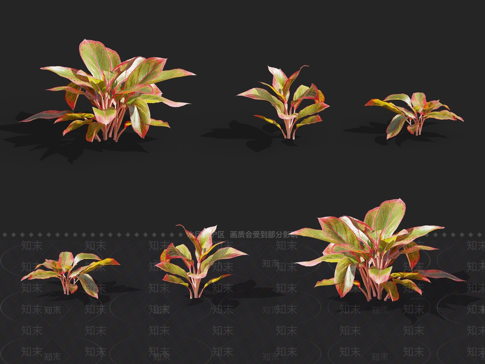 花叶万年青3D模型下载【ID:1137168885】