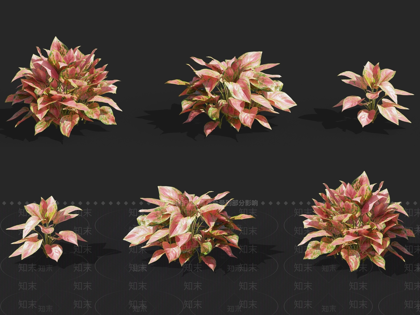 彩叶万年青3D模型下载【ID:1137169091】