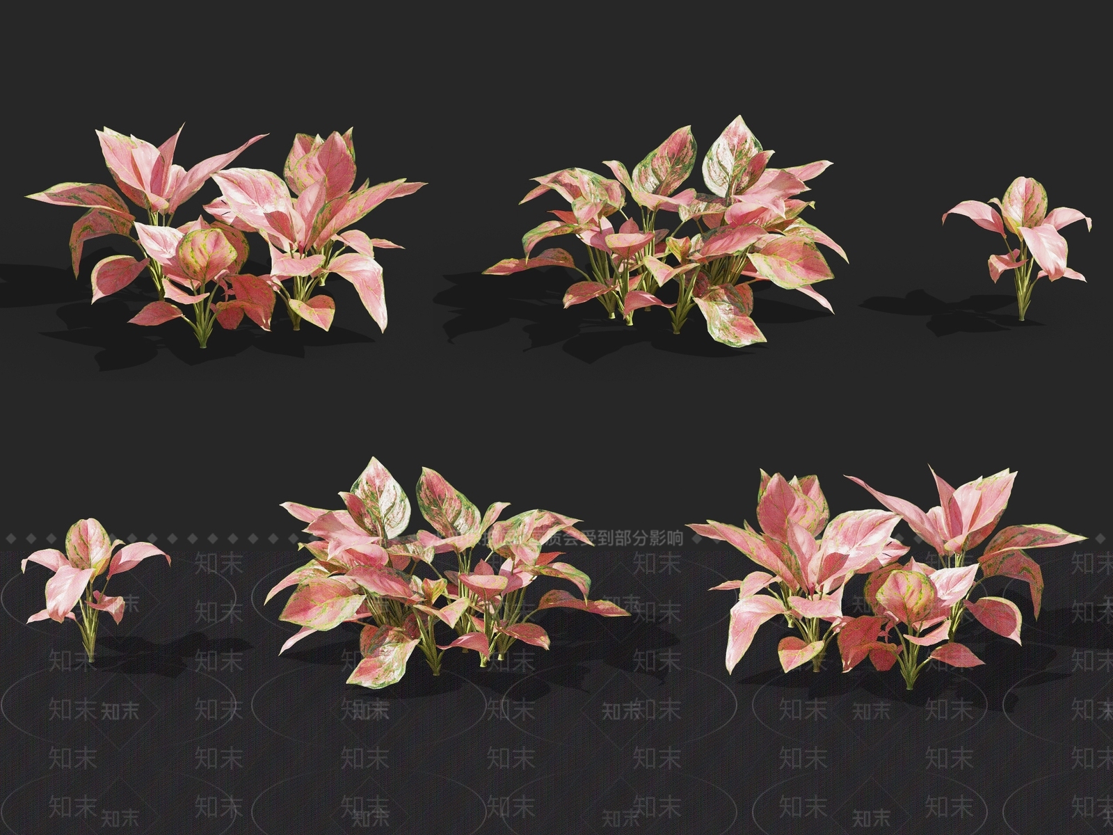彩叶万年青3D模型下载【ID:1137168919】