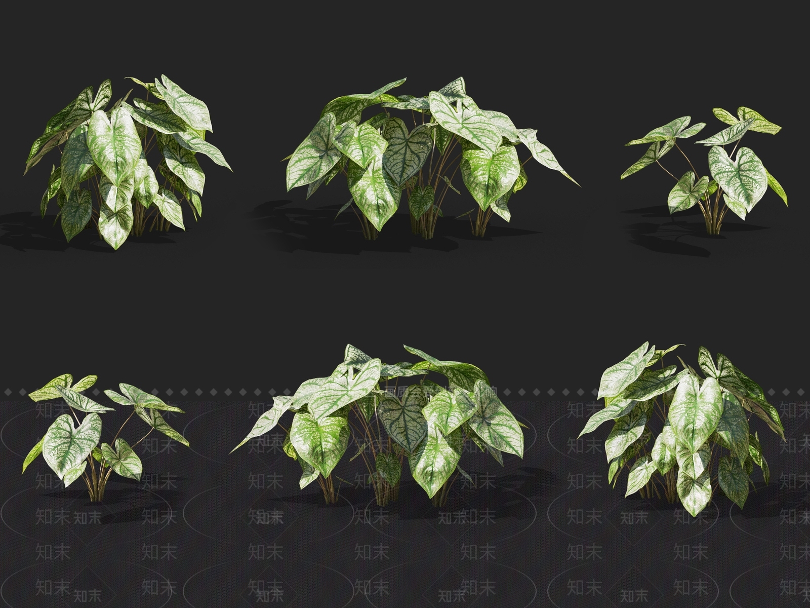 五彩芋3D模型下载【ID:1137169117】