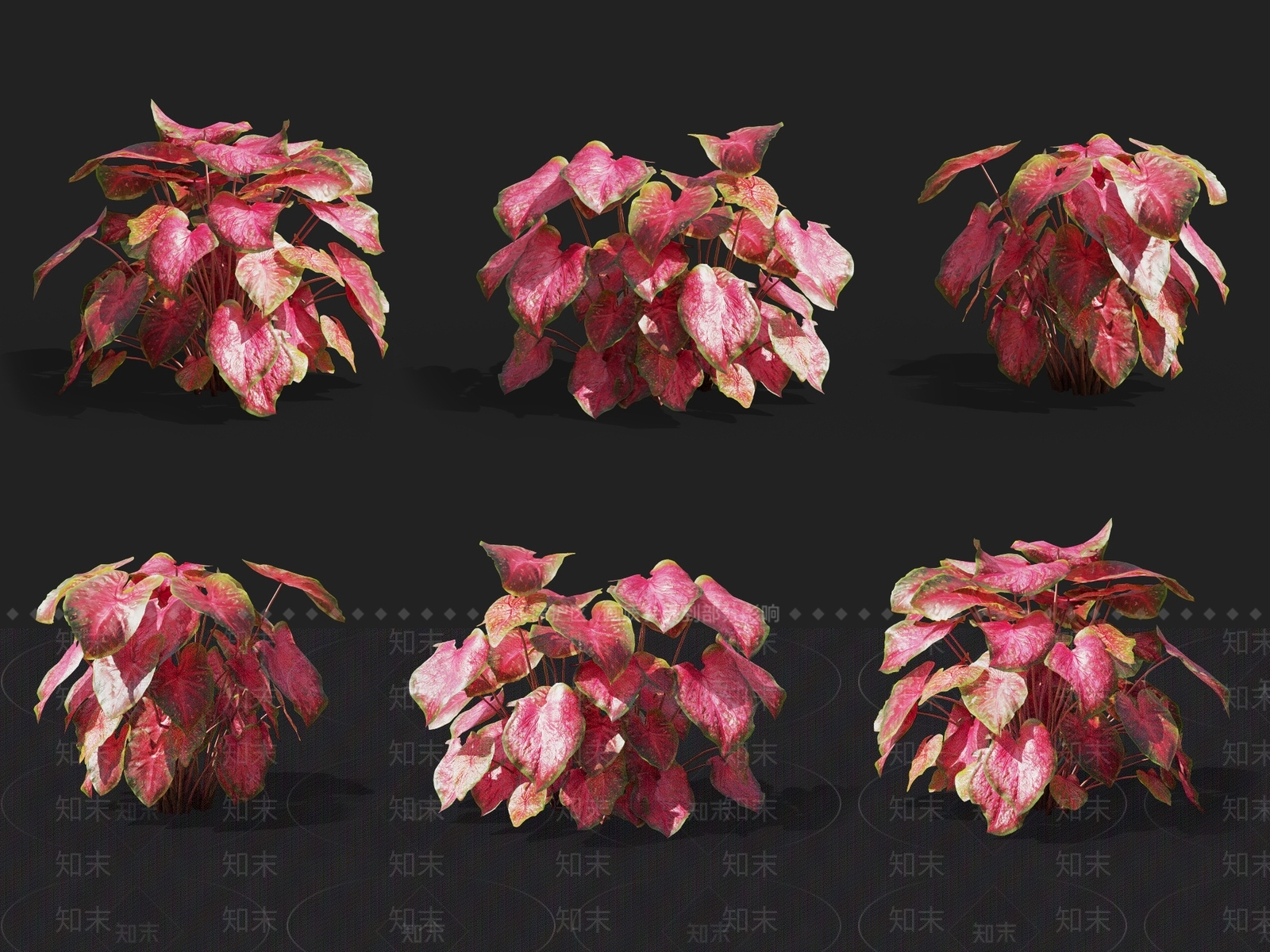 彩叶芋3D模型下载【ID:1137169340】
