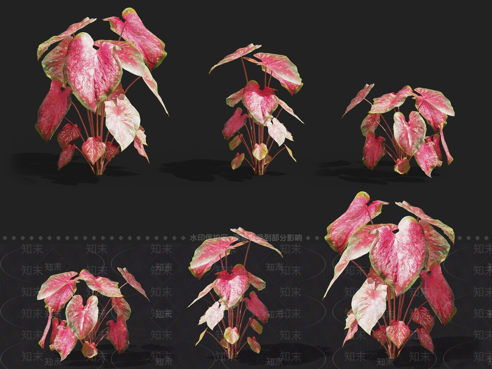 彩叶芋3D模型下载【ID:1137169205】