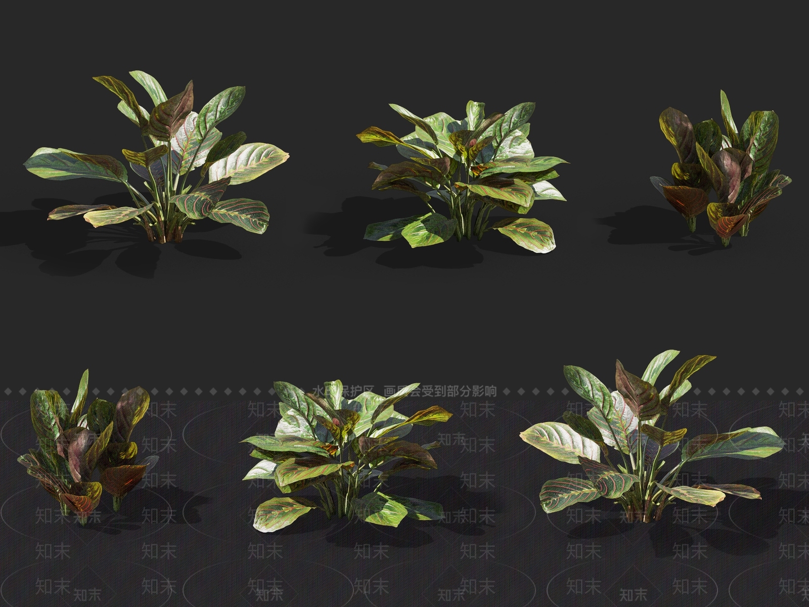 肖竹芋3D模型下载【ID:1137169364】