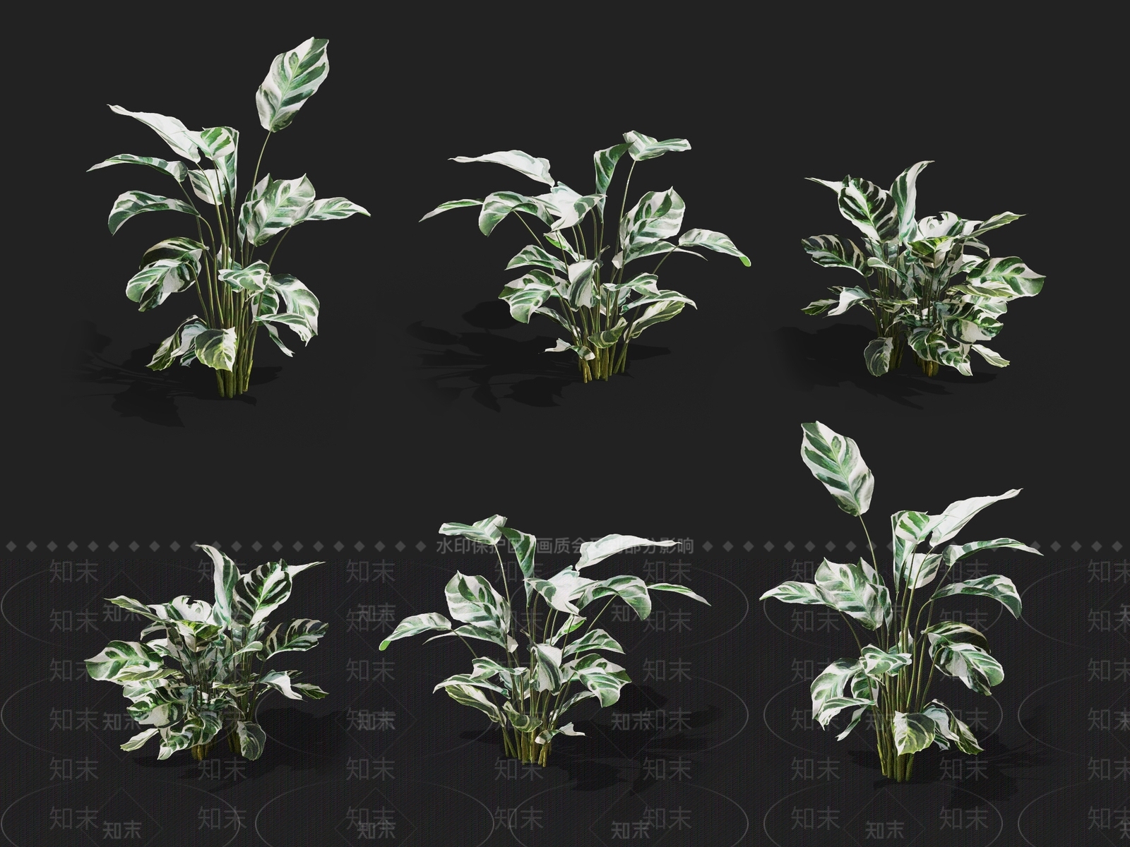白油画竹芋3D模型下载【ID:1137169483】