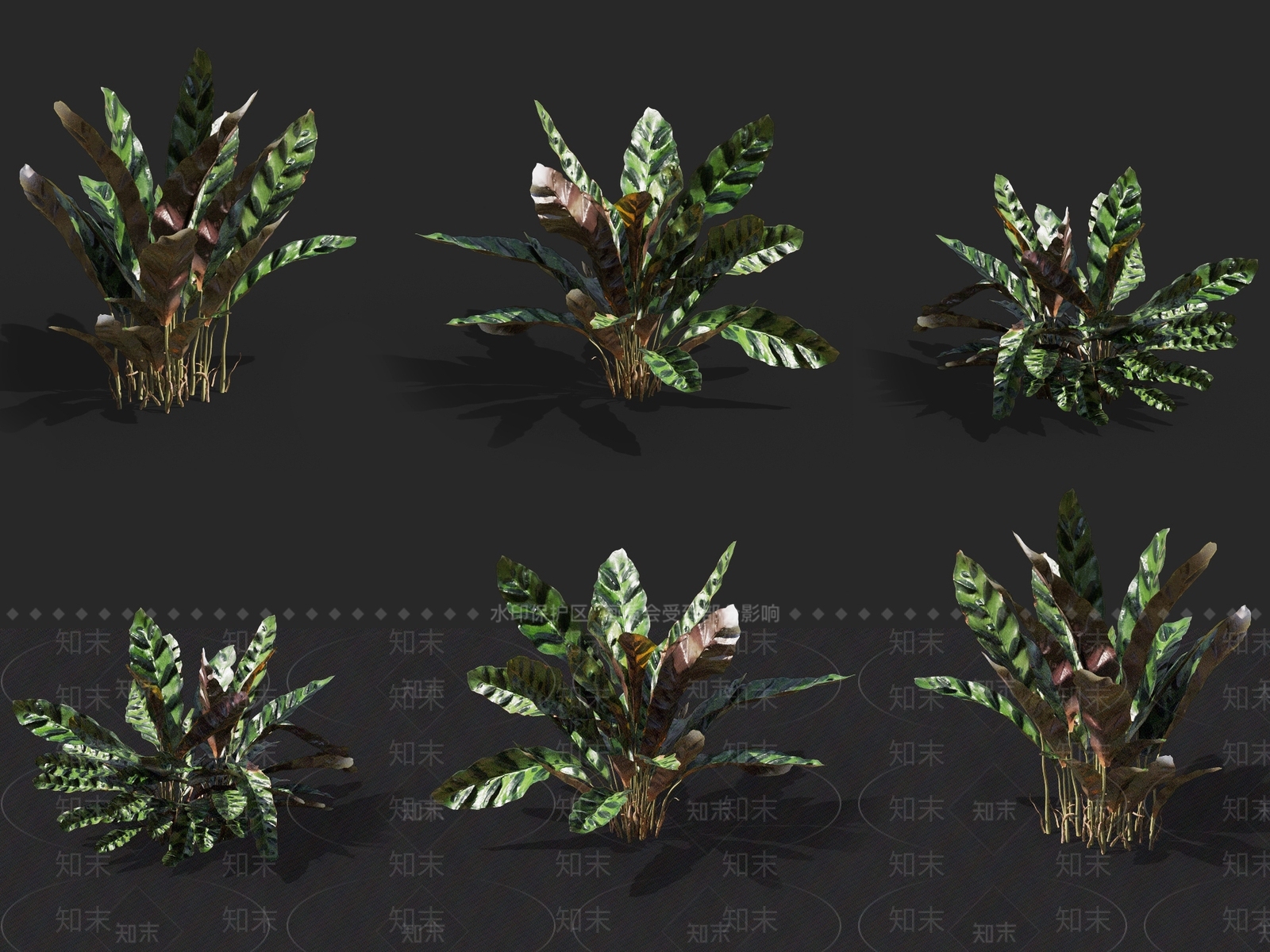 箭羽竹芋3D模型下载【ID:1137169598】