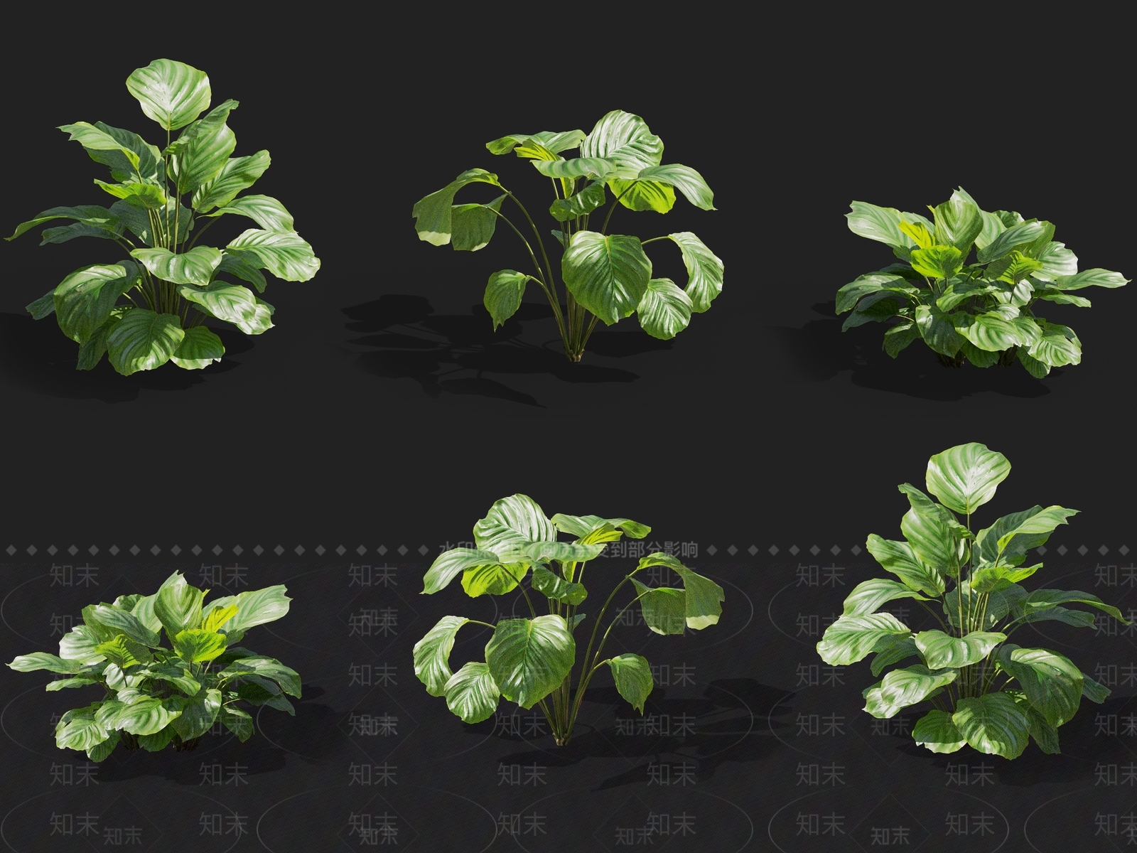 青苹果竹芋3D模型下载【ID:1137169771】