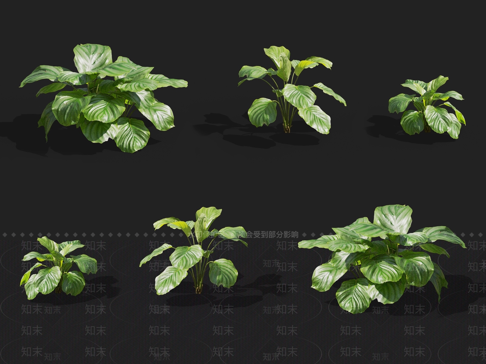 青苹果竹芋3D模型下载【ID:1137169607】