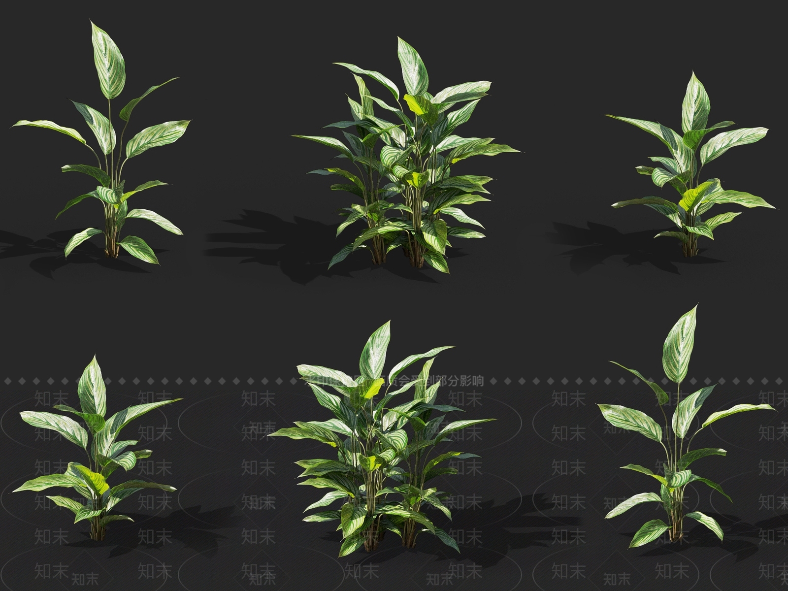 肖竹芋3D模型下载【ID:1137169853】