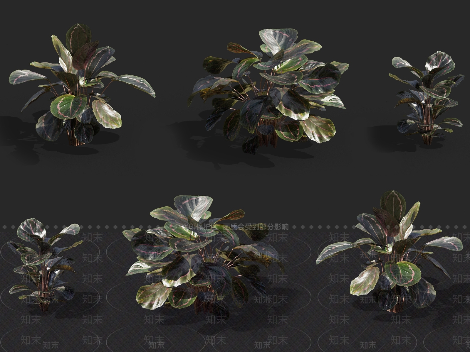 玫瑰竹芋3D模型下载【ID:1137169950】