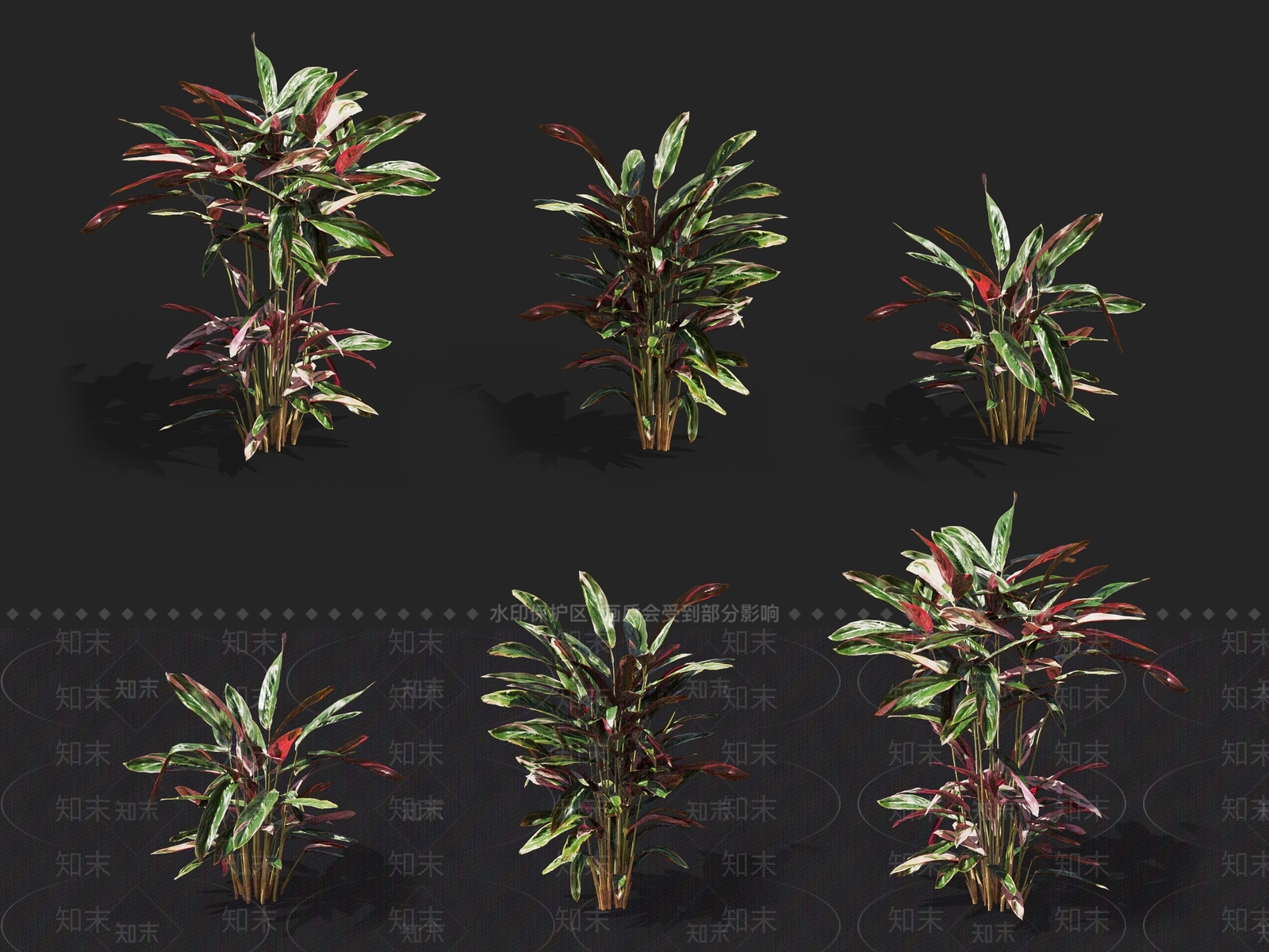 七彩竹芋3D模型下载【ID:1137169998】