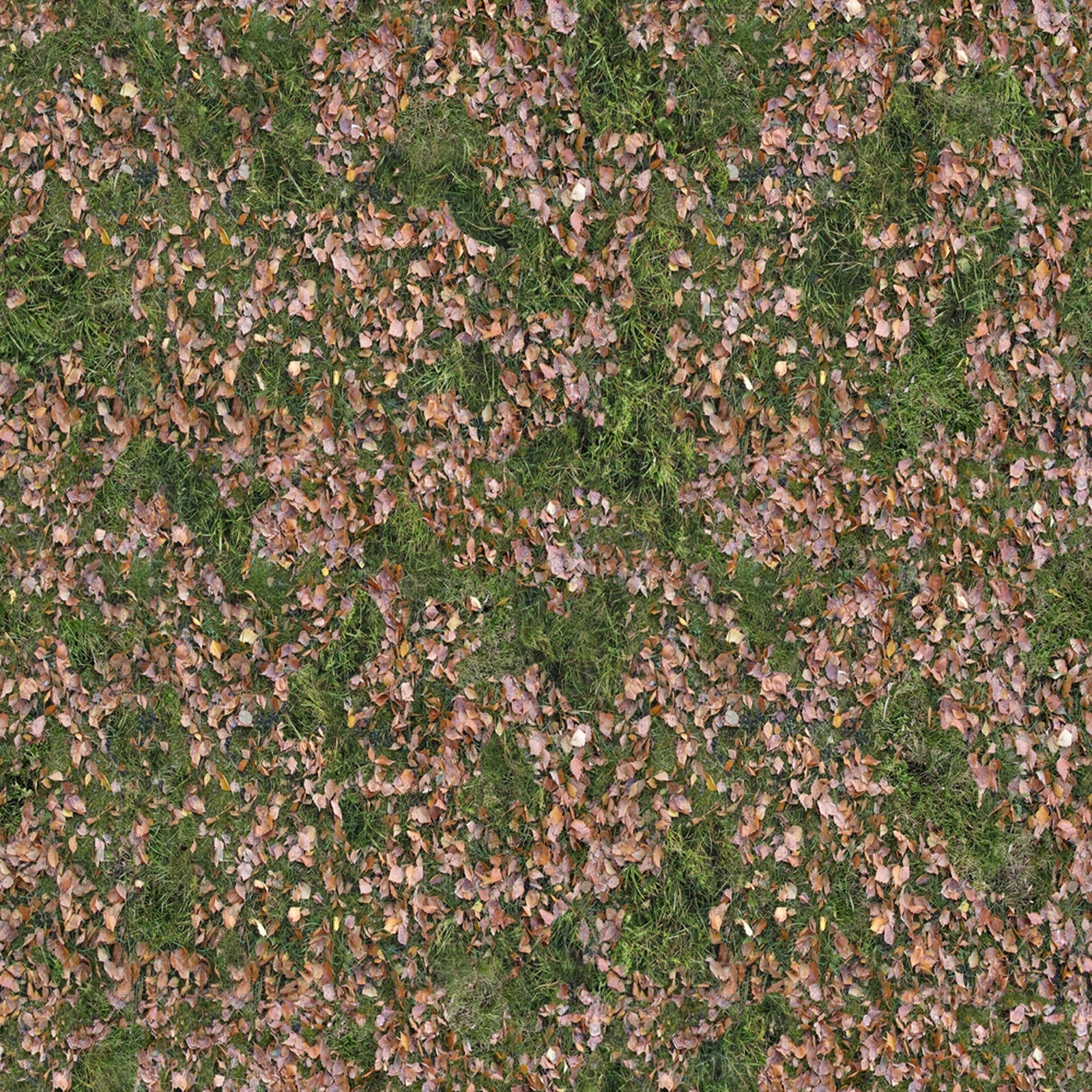 自然带落叶草地地面植被野草草坪草皮贴图下载【ID:1137249785】