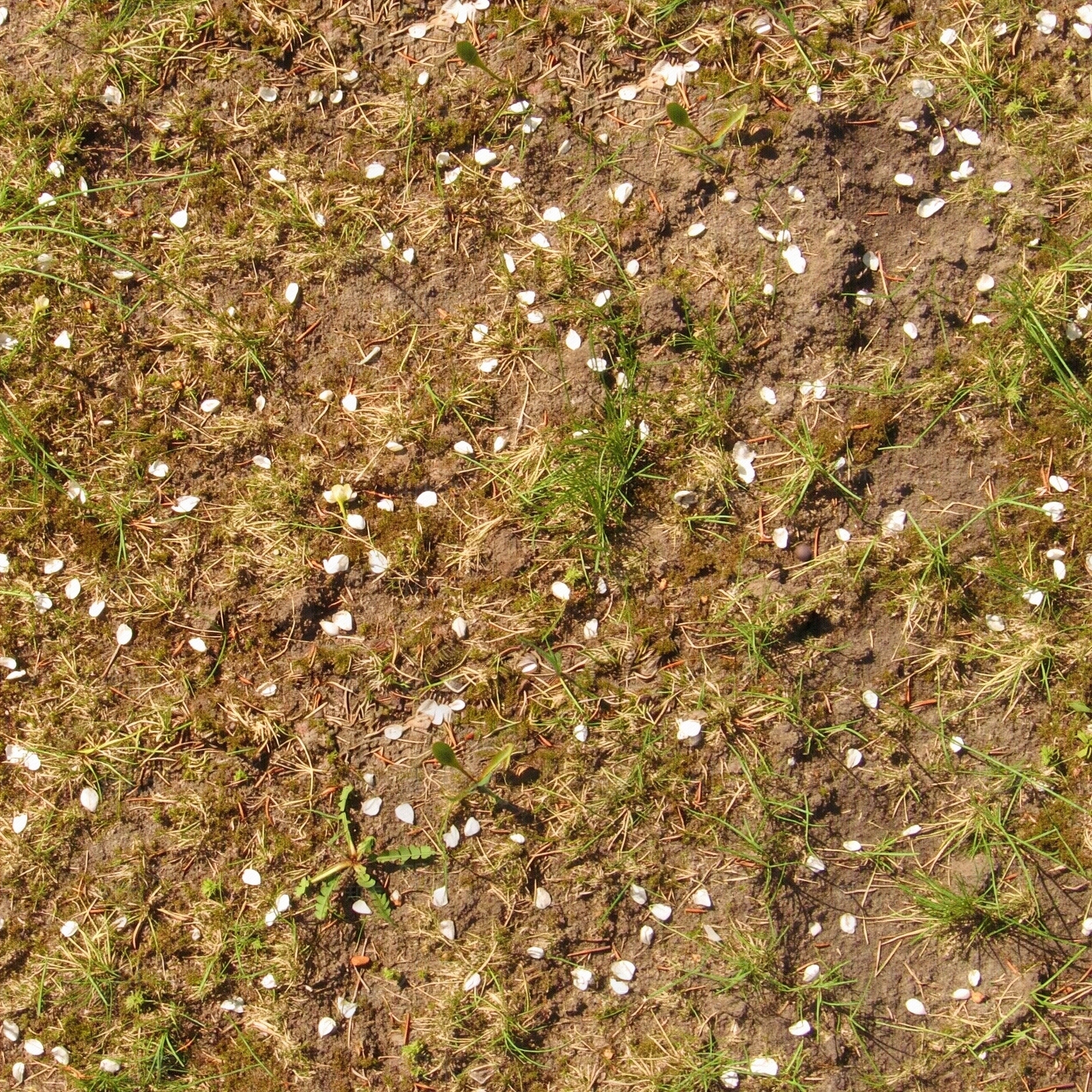 高清沙土泥土土壤苔藓草地草坪草皮草坡贴图下载【ID:1195375469】