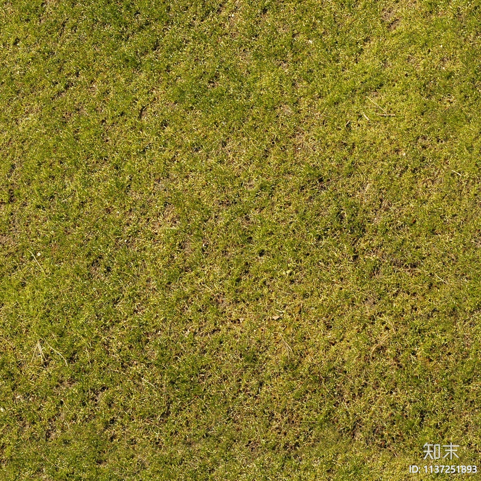 现代干净草地景观草皮草花草坡黄绿色草坪贴图下载【ID:1137251893】