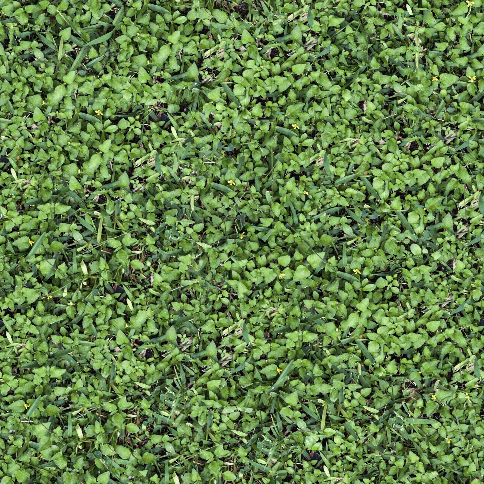 高清灌木绿植草地草坪草皮草坡野草植物贴图下载【ID:1137277605】