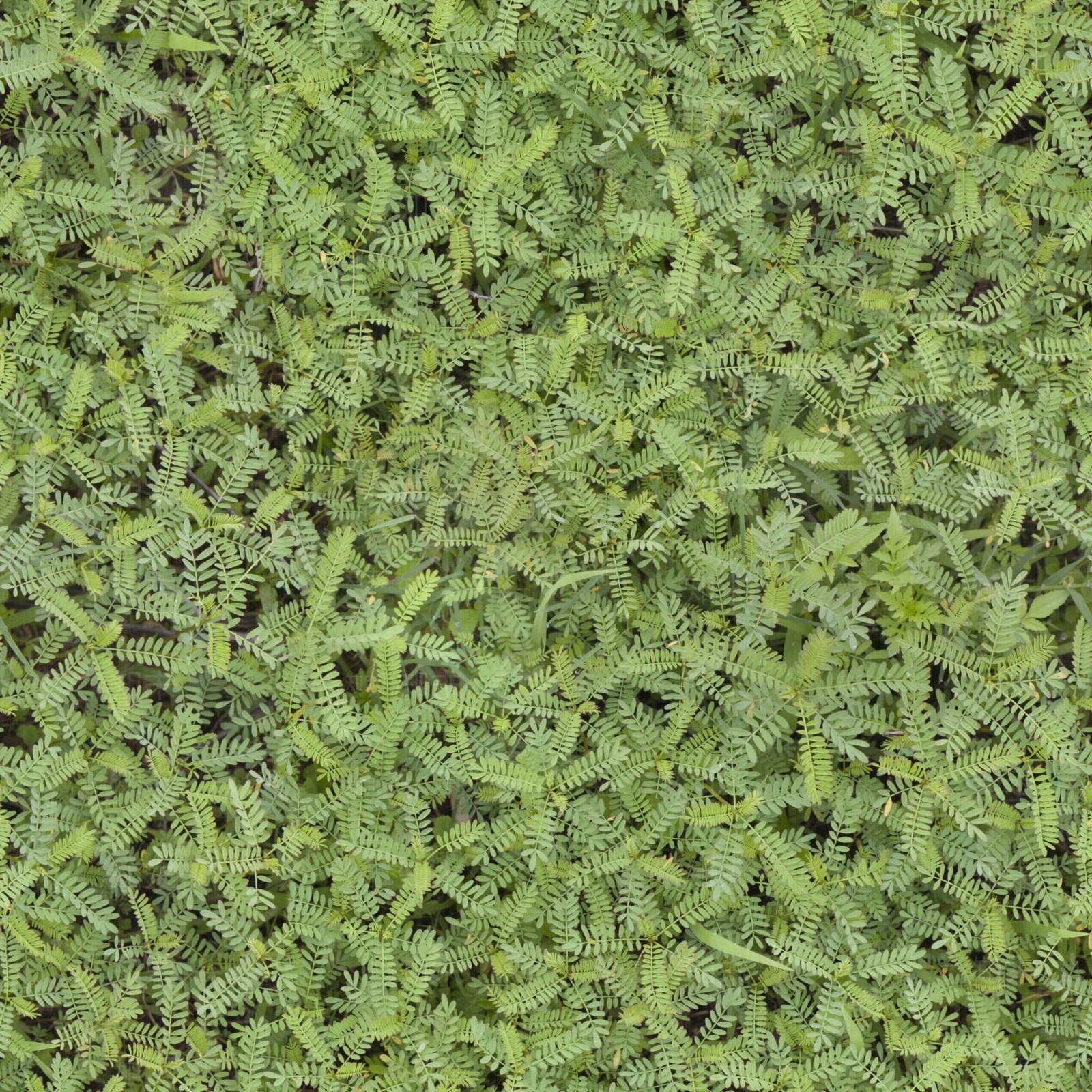 自然草地草皮草坪草原外景茂密草丛野草植物贴图下载【ID:1137345191】