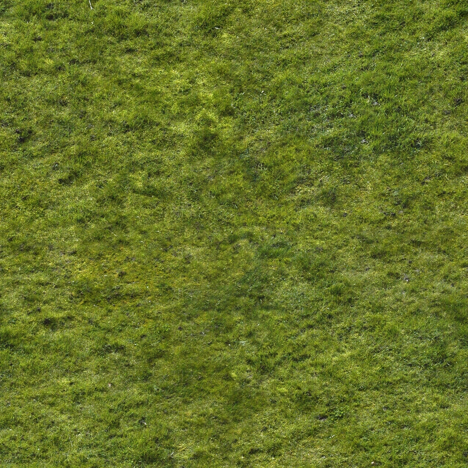 高清外景绿化公园草坪野草地茂密草坪草皮贴图下载【ID:1137348411】