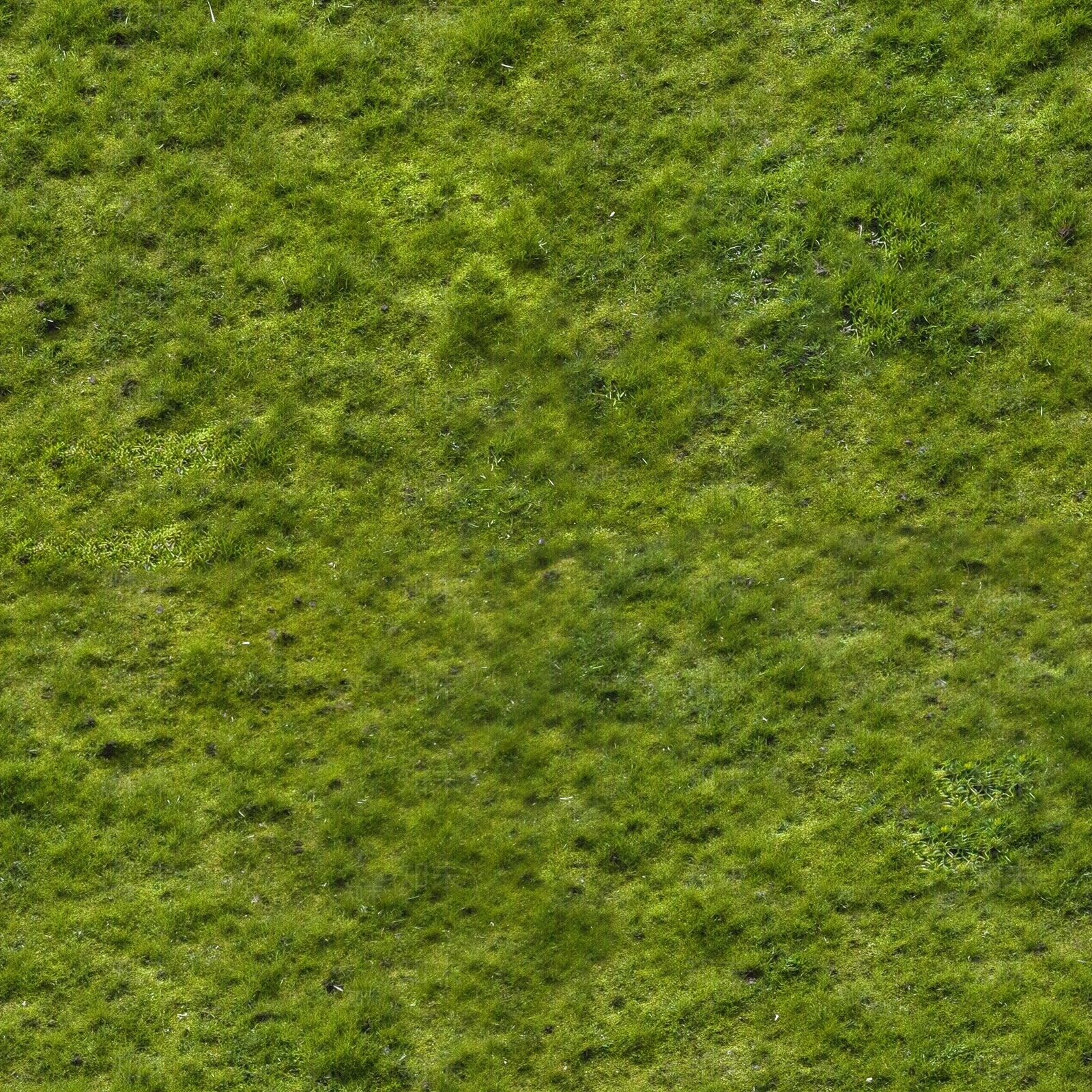 高清外景绿化公园草坪野草地茂密草坪草皮贴图下载【ID:1195375600】