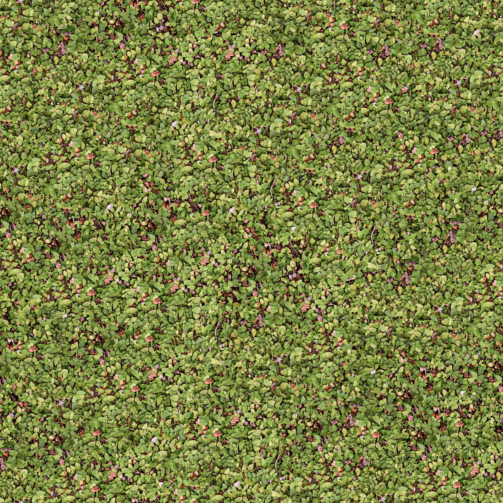 自然草地草皮草坪草原外景茂密草丛野草植物贴图下载【ID:1137361535】