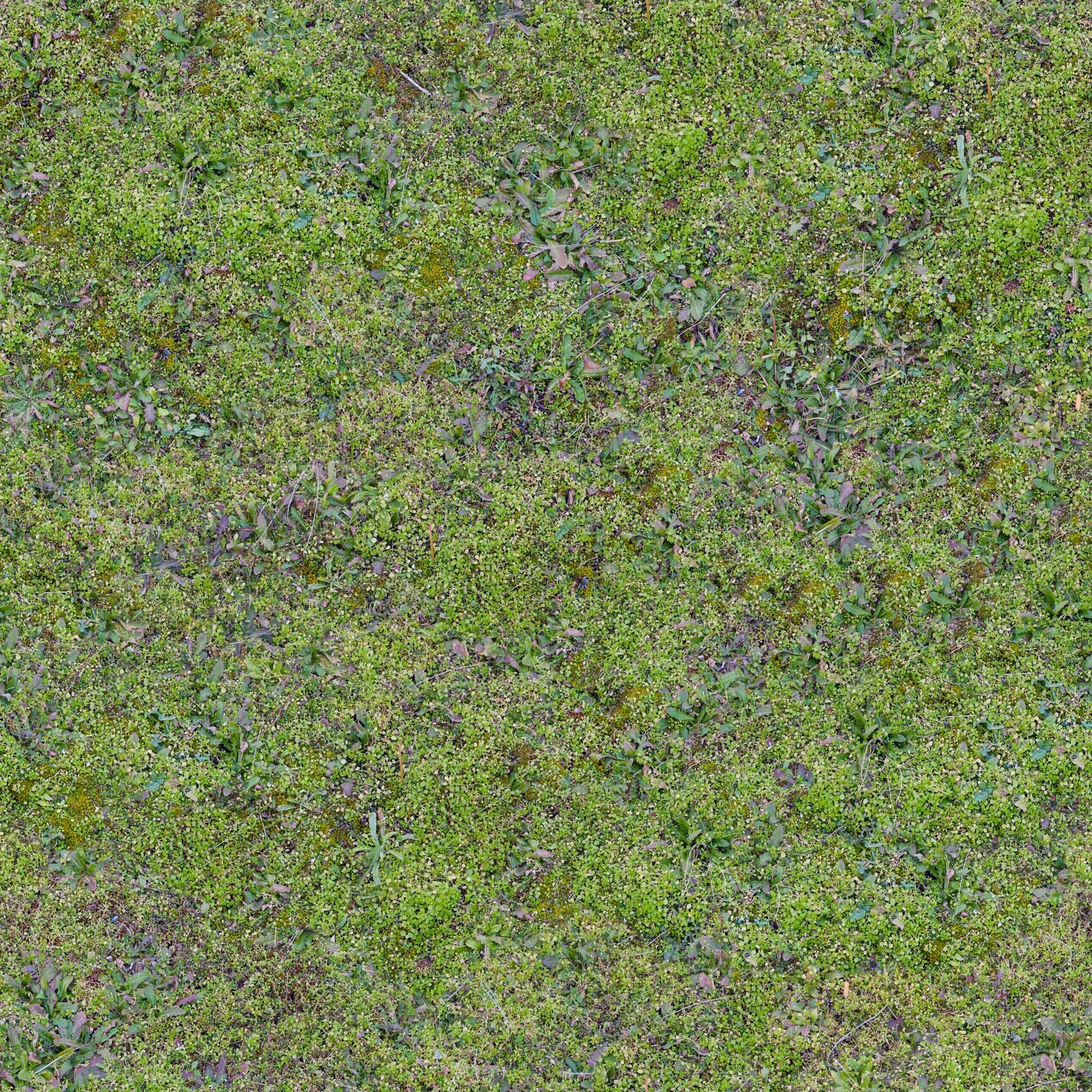 超高清真实草地草坪草皮植物草丛灌木绿植地面贴图下载【ID:1137361764】