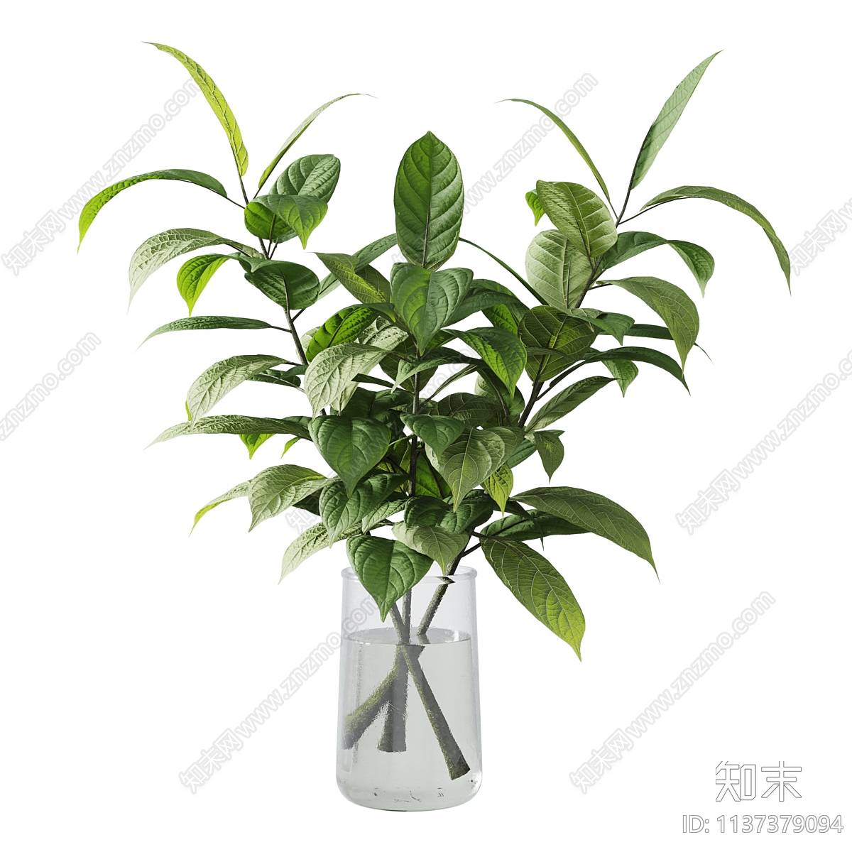 水生植物3D模型下载【ID:1137379094】