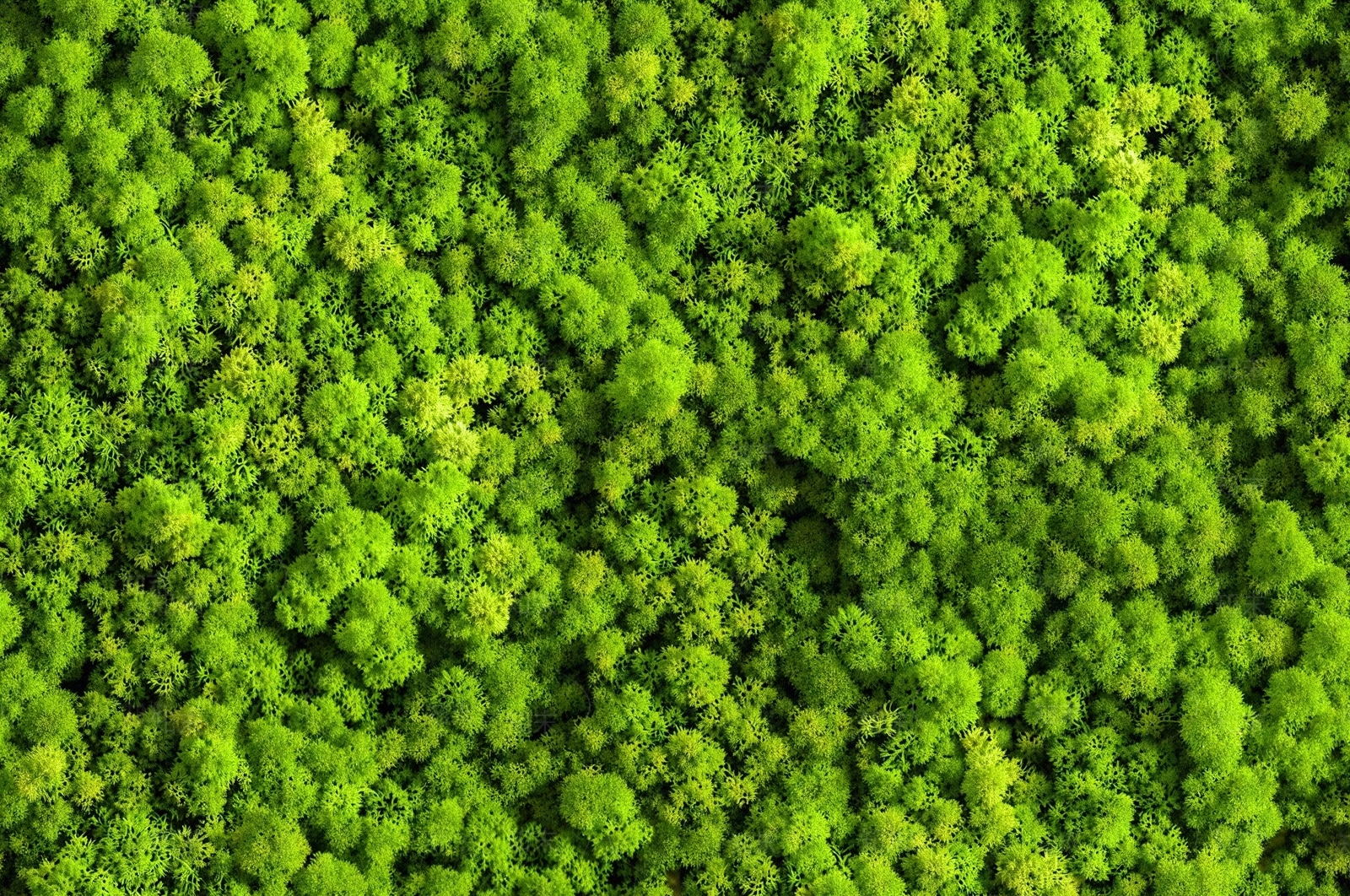 永久苔藓绿植墙贴图下载【ID:1195375619】