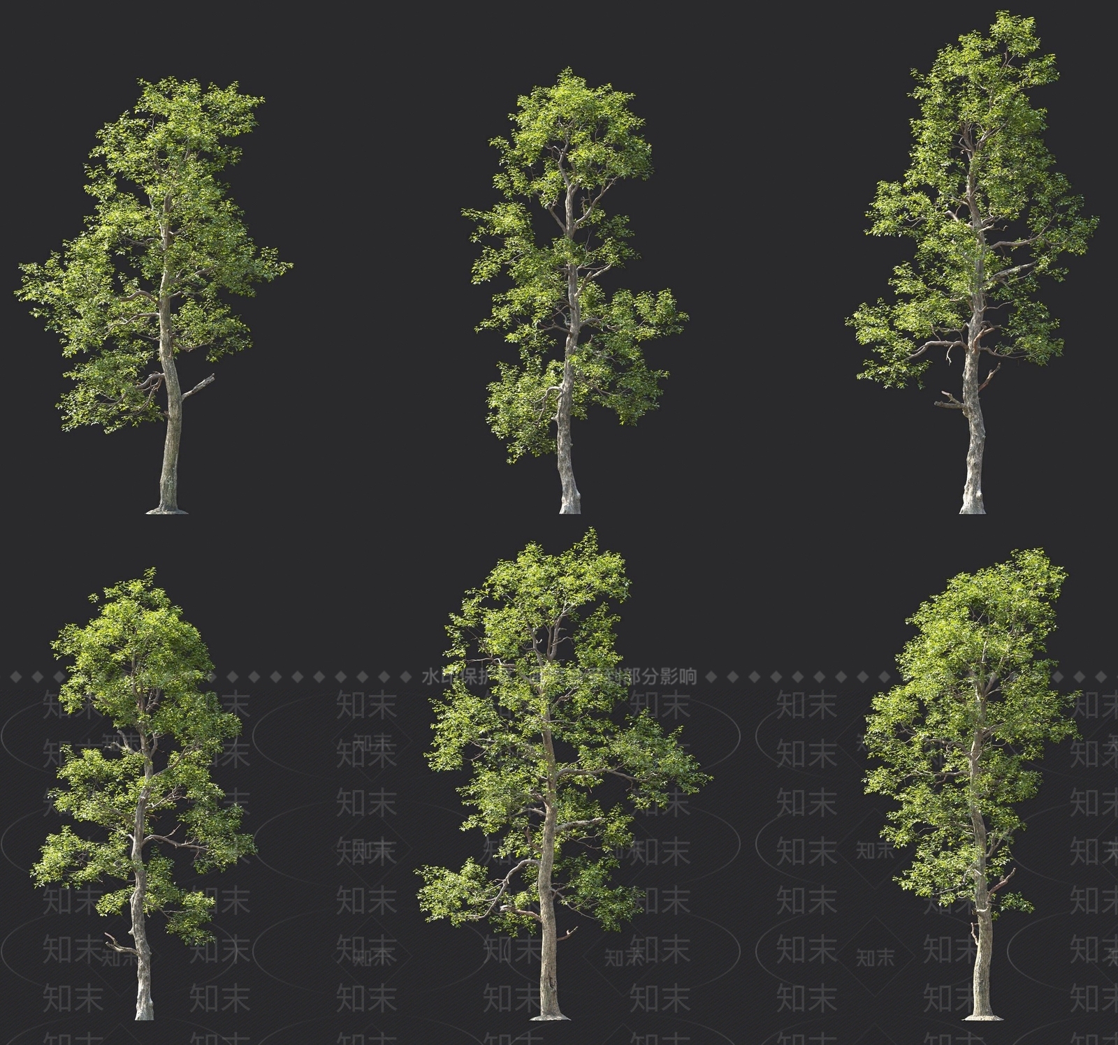白擦木树3D模型下载【ID:1137436158】