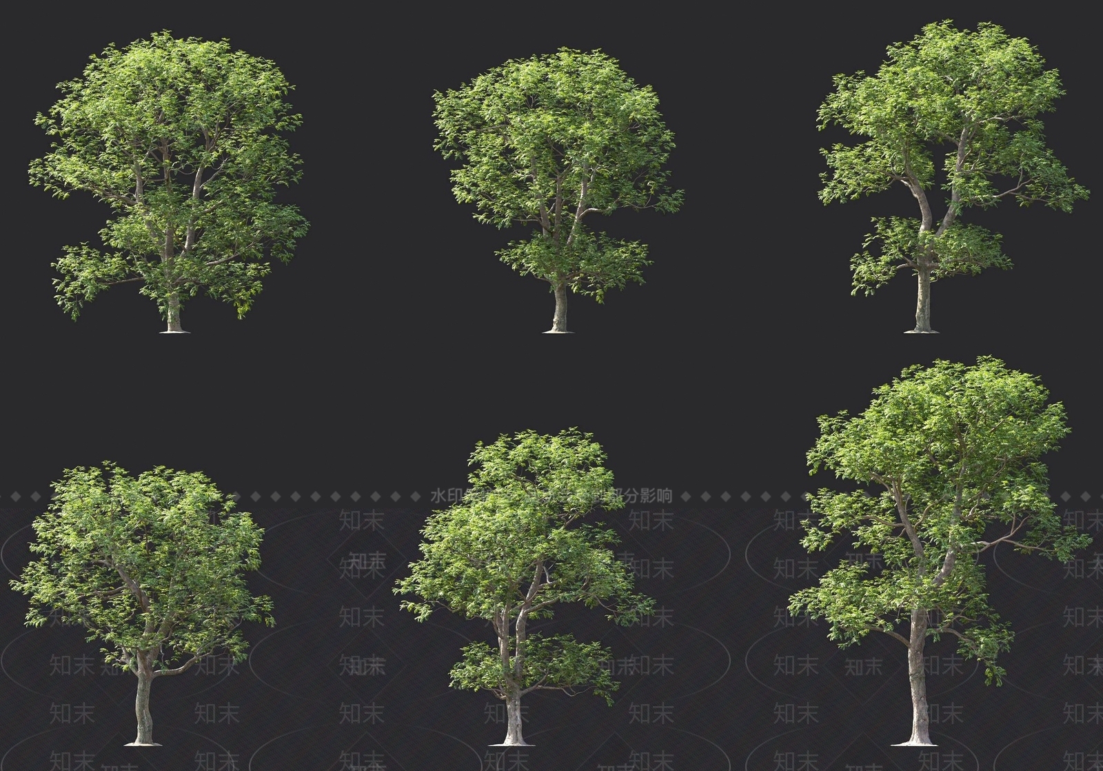 山核桃树3D模型下载【ID:1137436263】