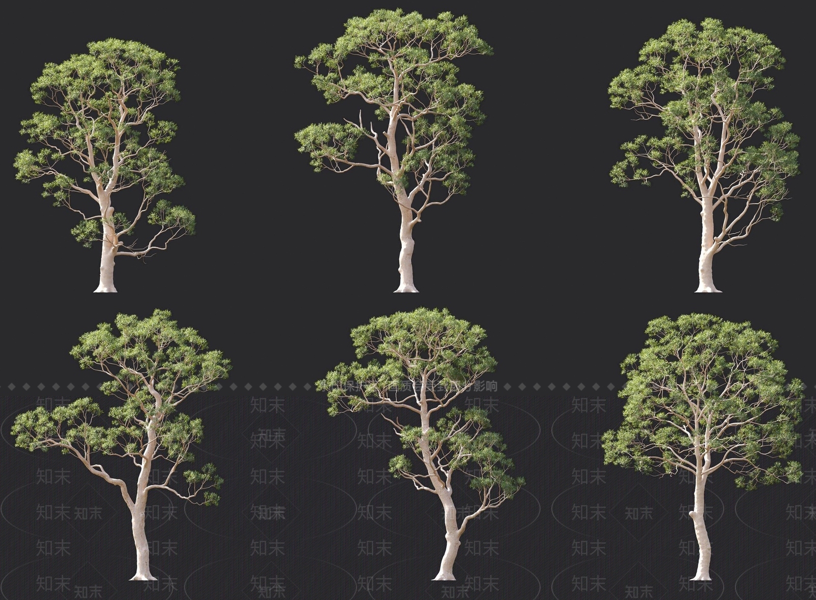 桉树3D模型下载【ID:1137436406】