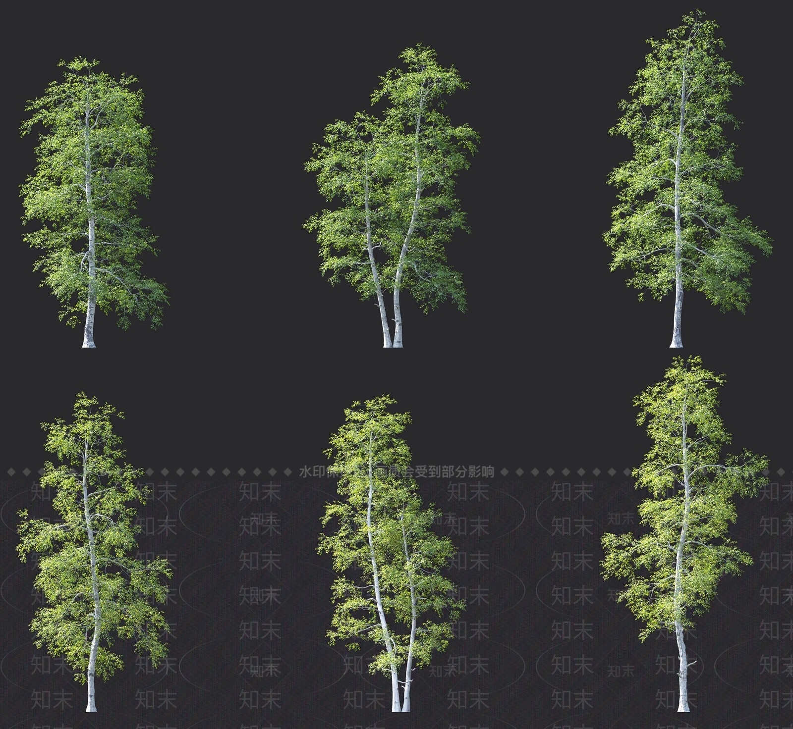 灰桦树3D模型下载【ID:1137436603】