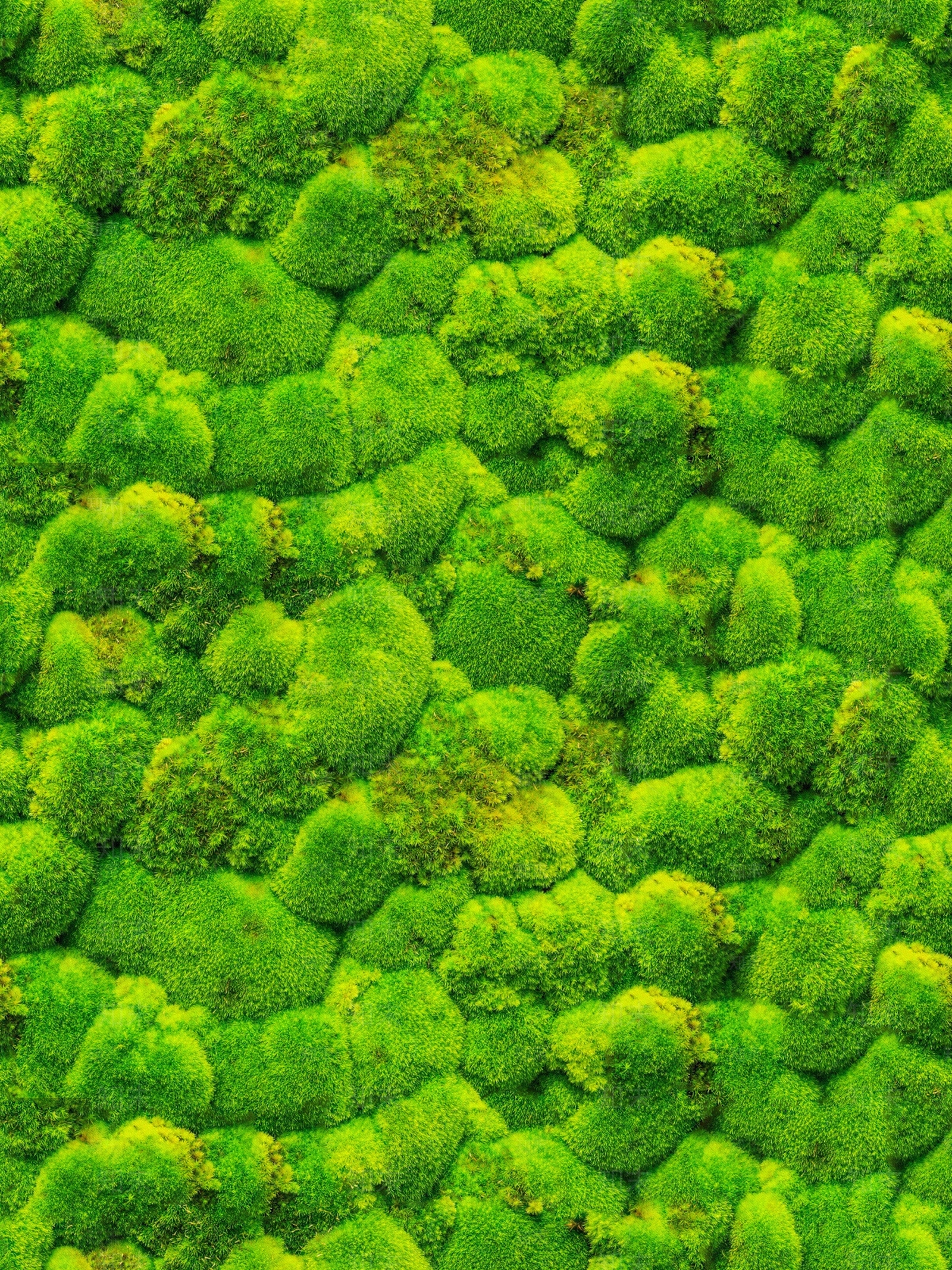 苔藓贴图贴图下载【ID:1137578888】