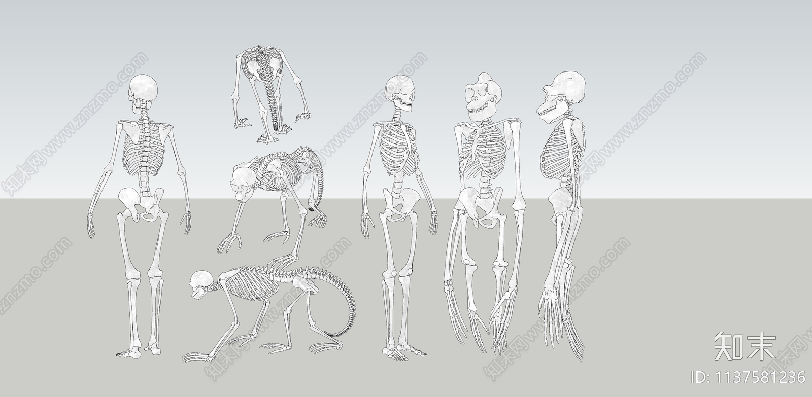 人体骨骼医疗器材SU模型下载【ID:1137581236】
