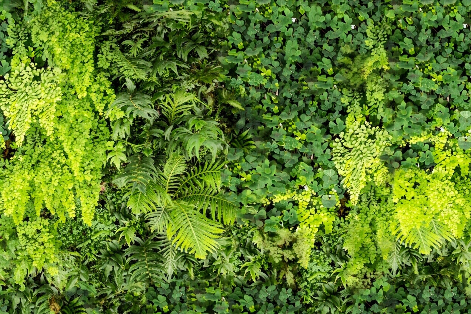 垂直绿植墙贴图下载【ID:1195375980】
