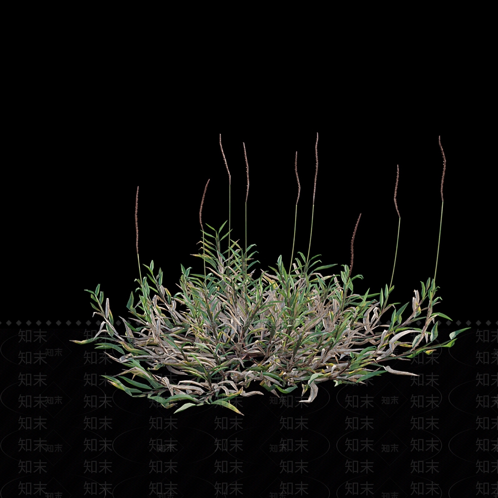 草3D模型下载【ID:1137764862】