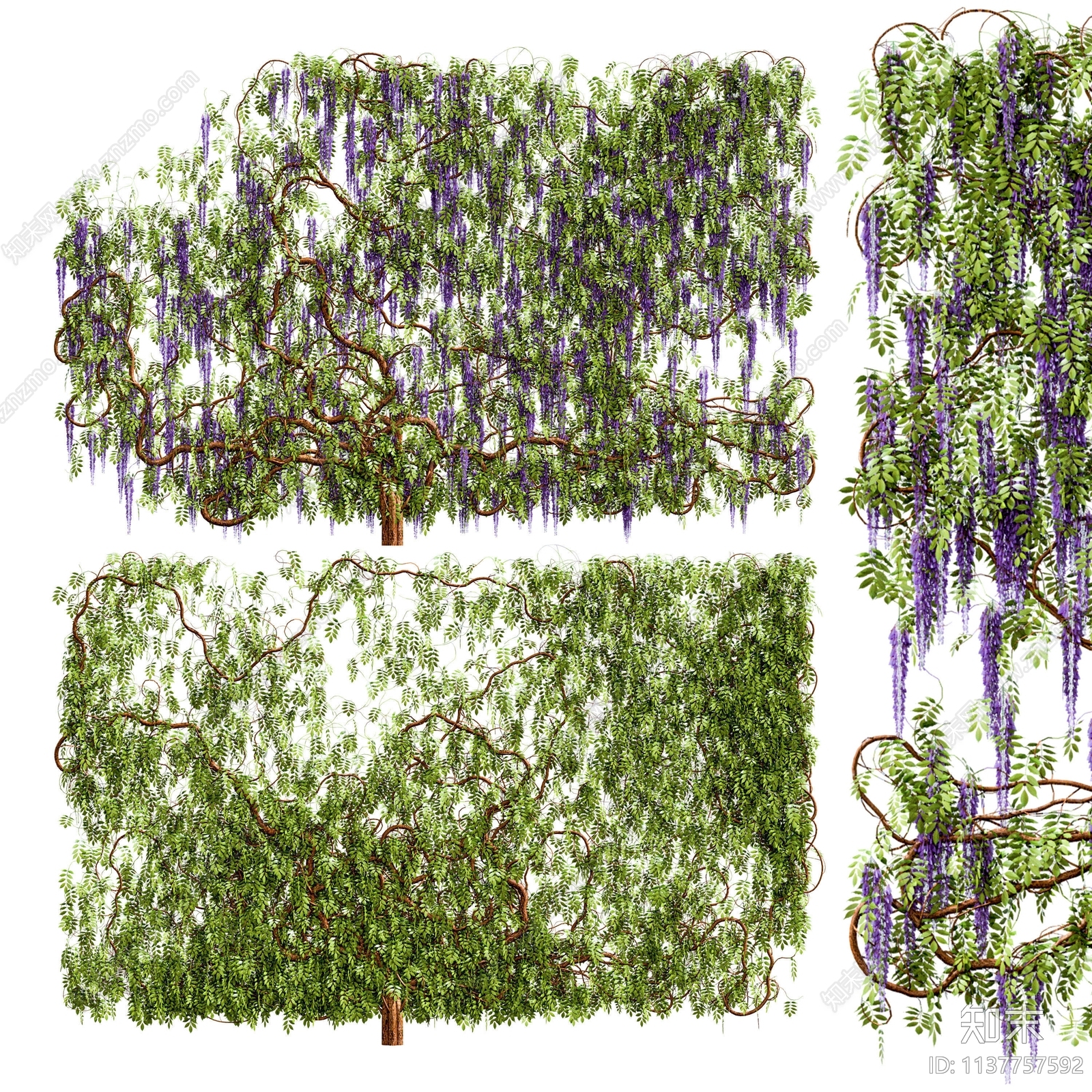 现代紫藤花景观树SU模型下载【ID:1137757592】