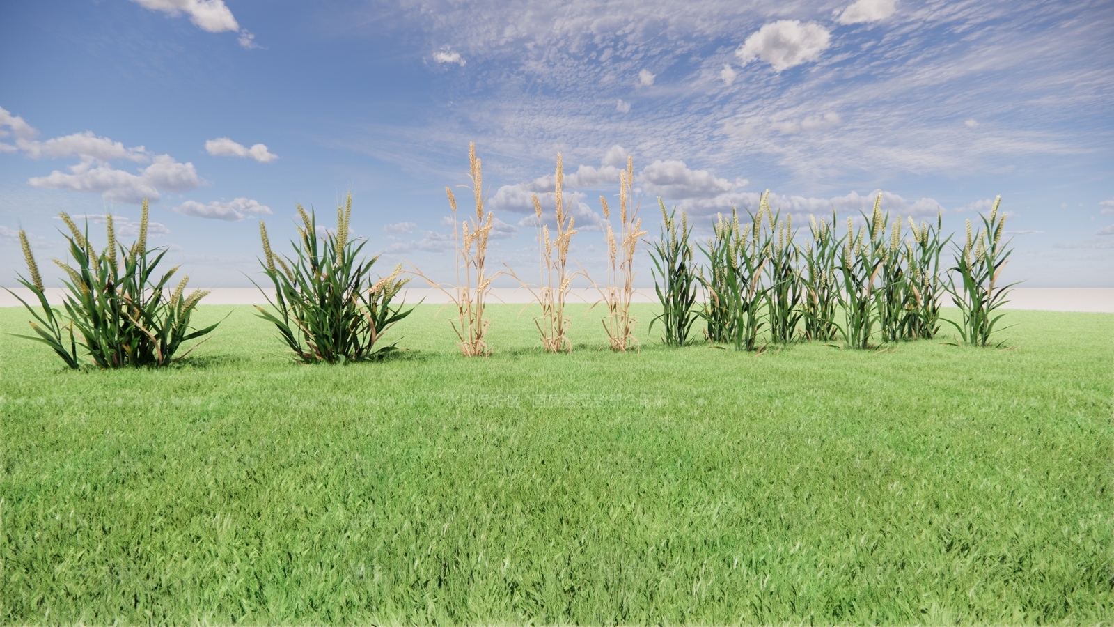 农业小麦SU模型下载【ID:1137836556】