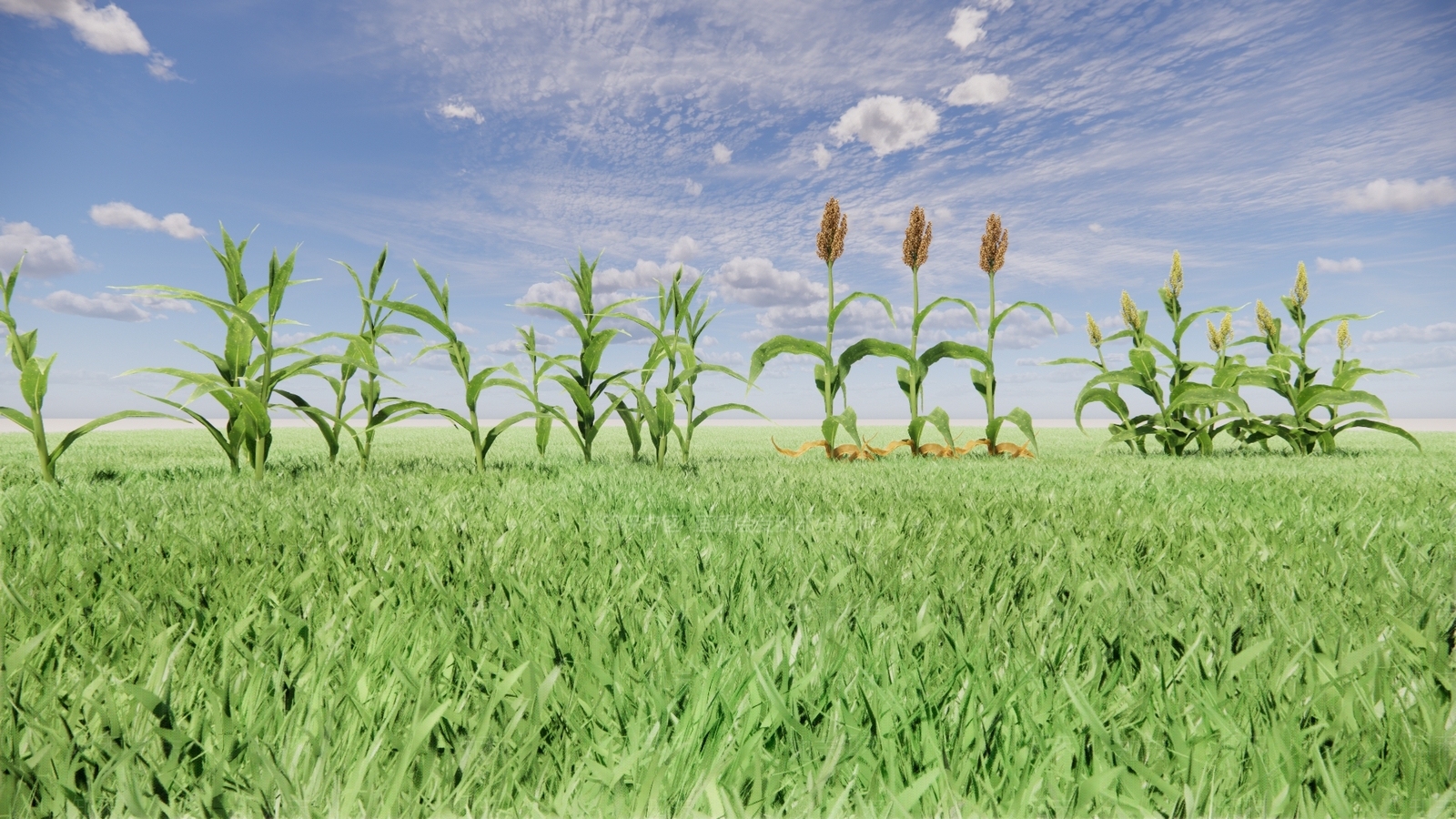 农业高粱SU模型下载【ID:1137837060】