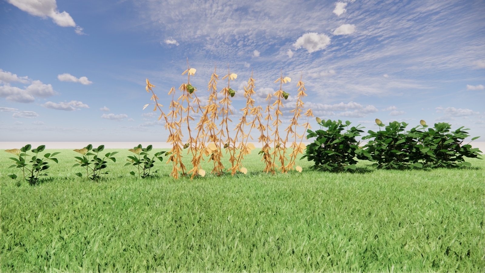 农业毛豆SU模型下载【ID:1137837286】