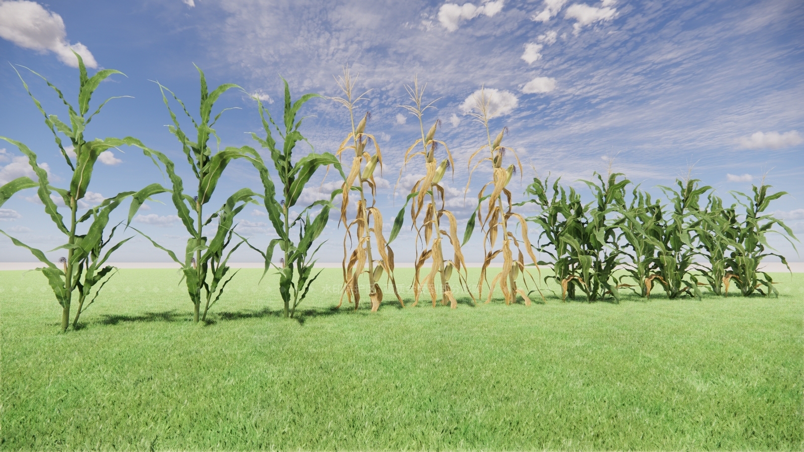 农业玉米SU模型下载【ID:1137837713】