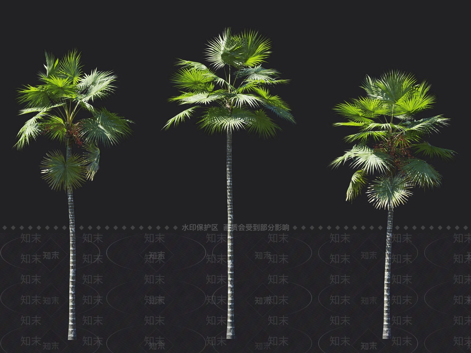 圆叶蒲葵3D模型下载【ID:1137882654】