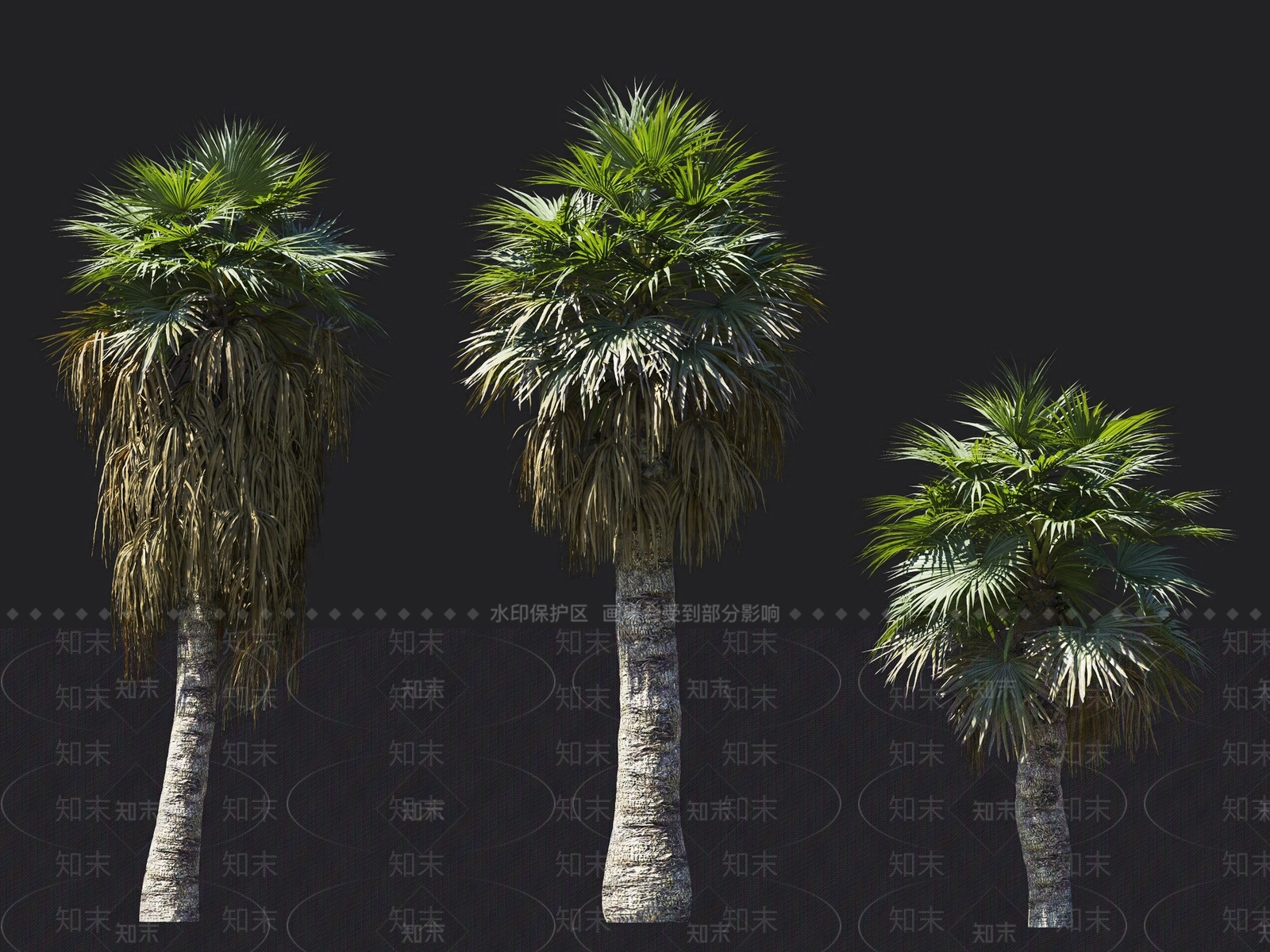 丝葵3D模型下载【ID:1137883233】