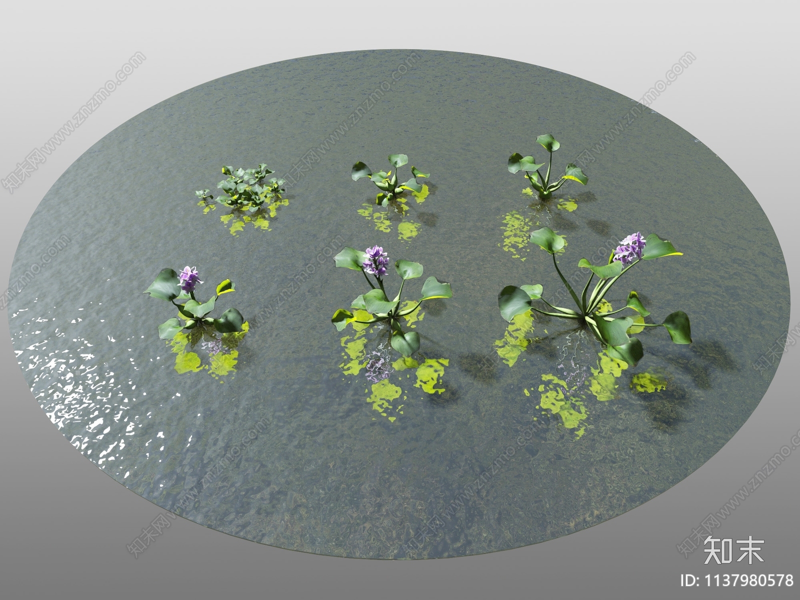 水生植物3D模型下载【ID:1137980578】