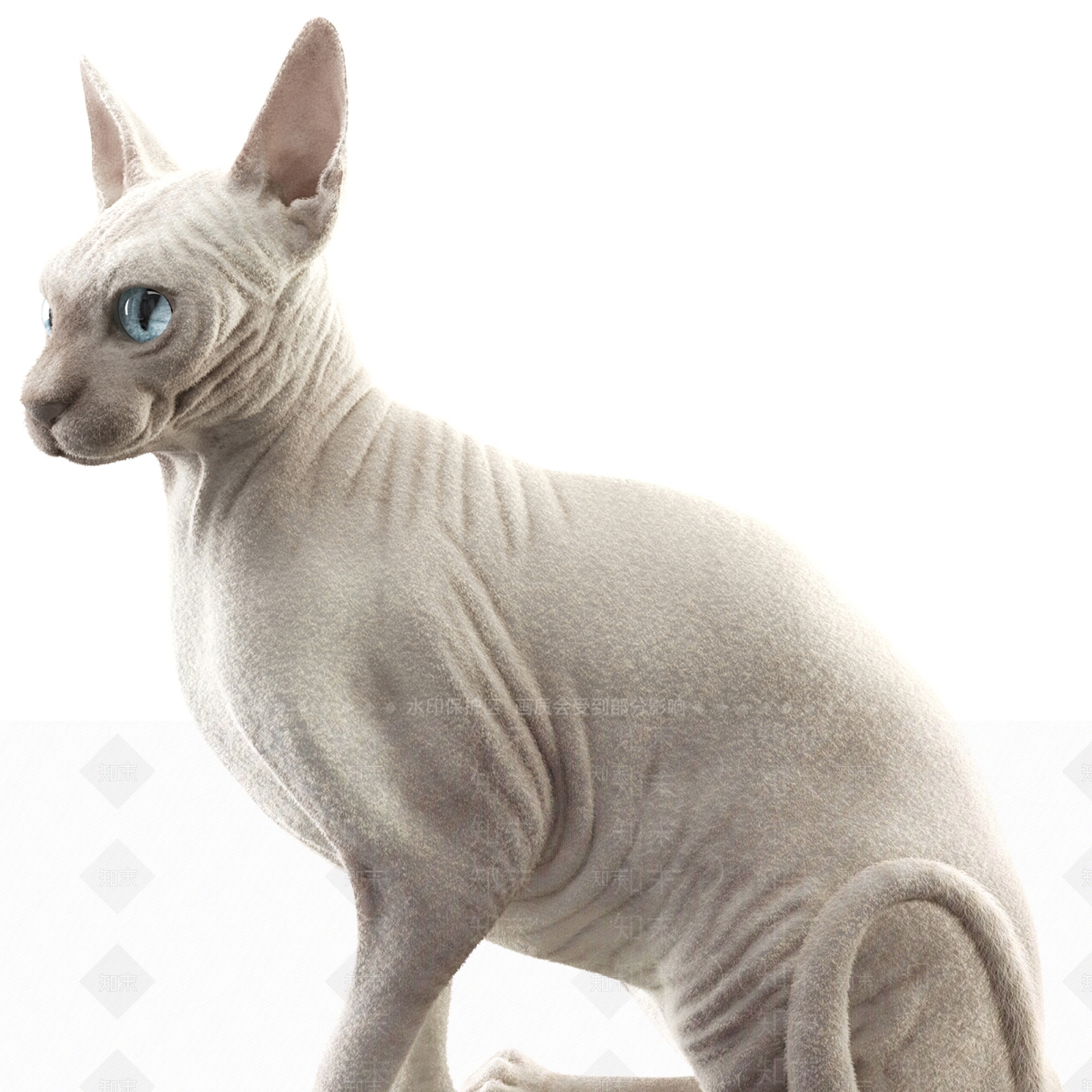 无毛猫SU模型下载【ID:1137982352】