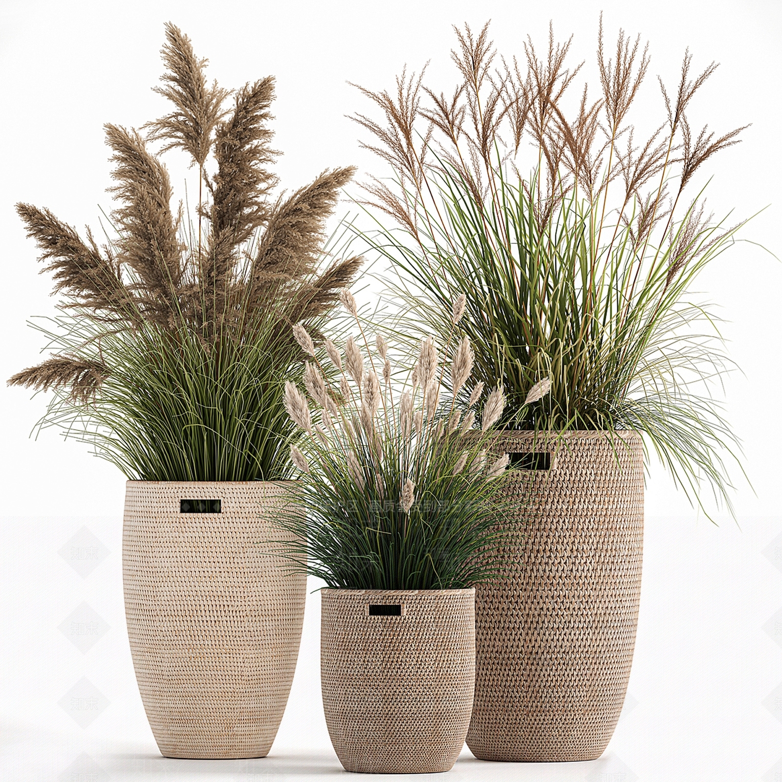 芦苇植物盆栽SU模型下载【ID:1143671672】