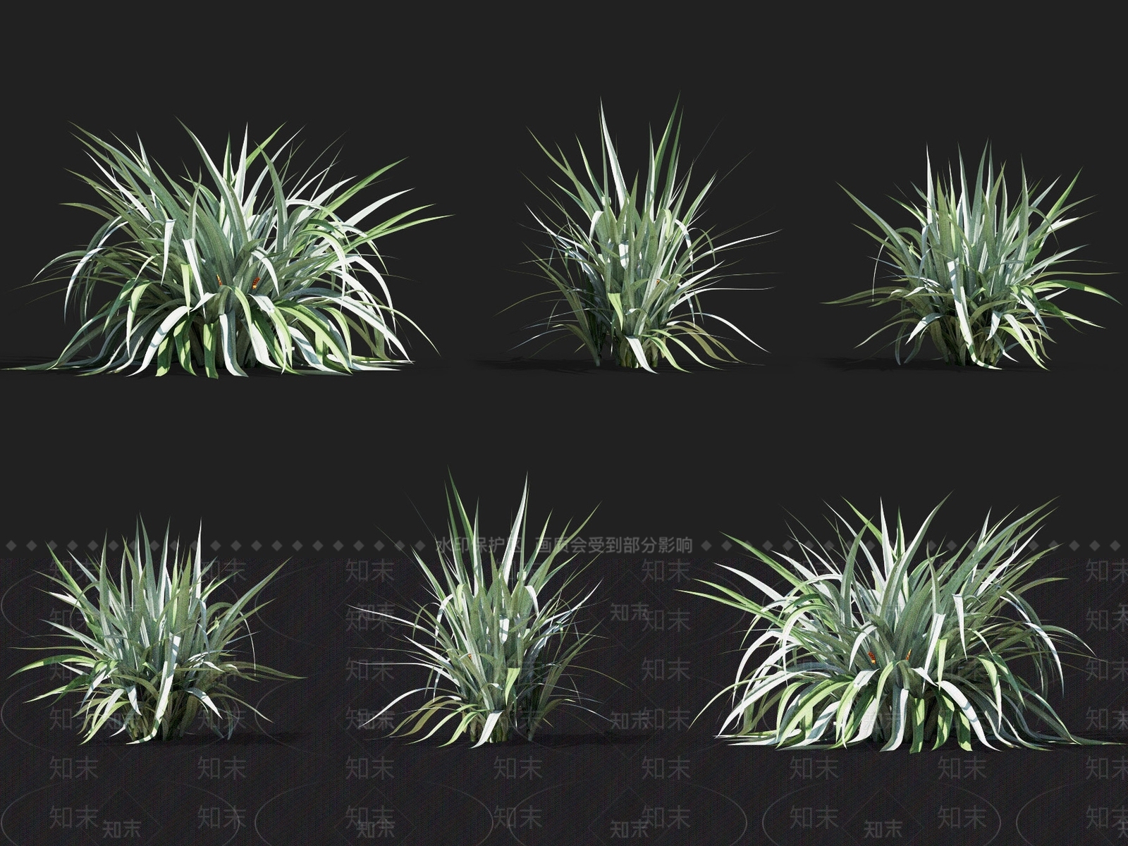细斑粗肋草3D模型下载【ID:1138517779】