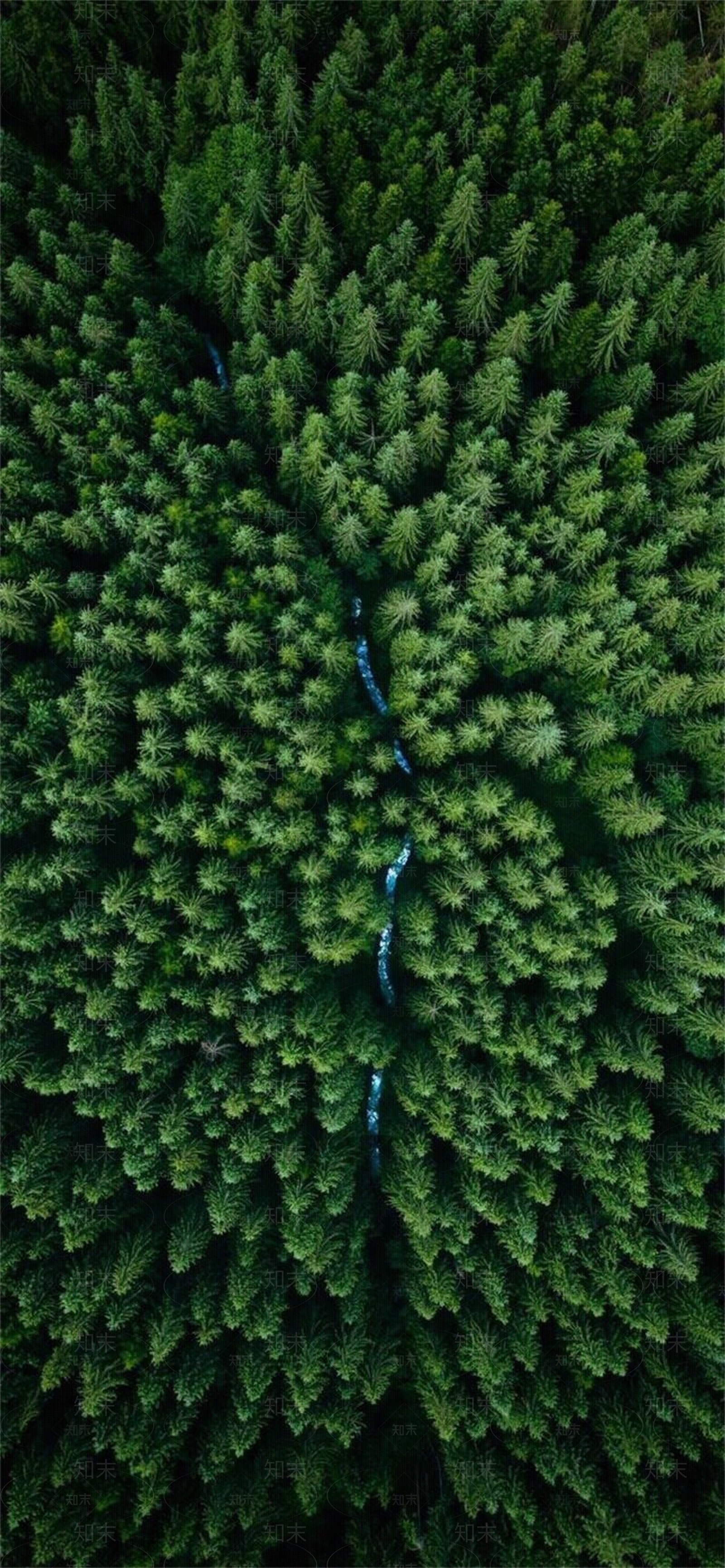 森林鸟瞰图贴图下载【ID:1138683328】