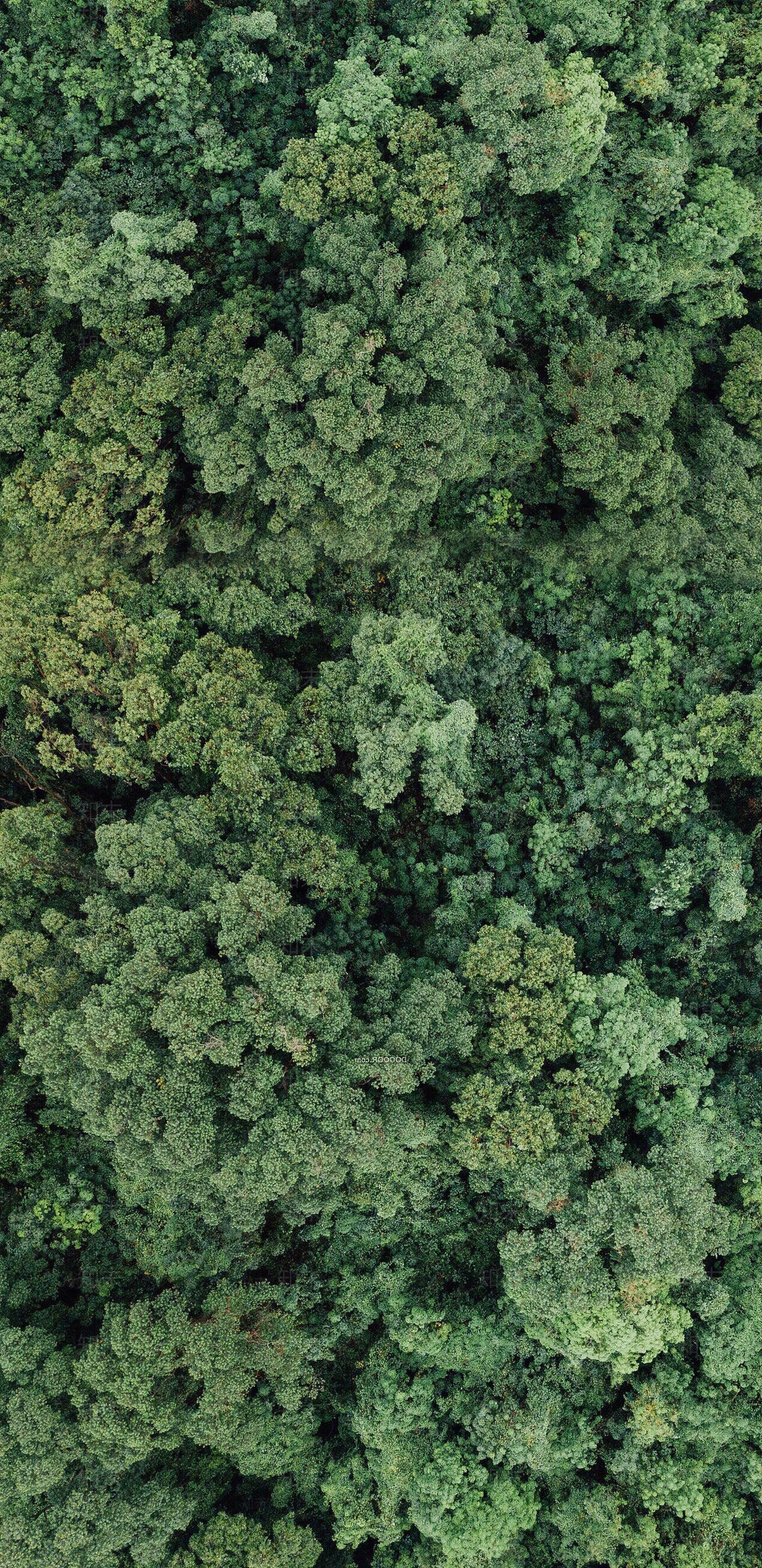 森林鸟瞰图贴图下载【ID:1138683983】