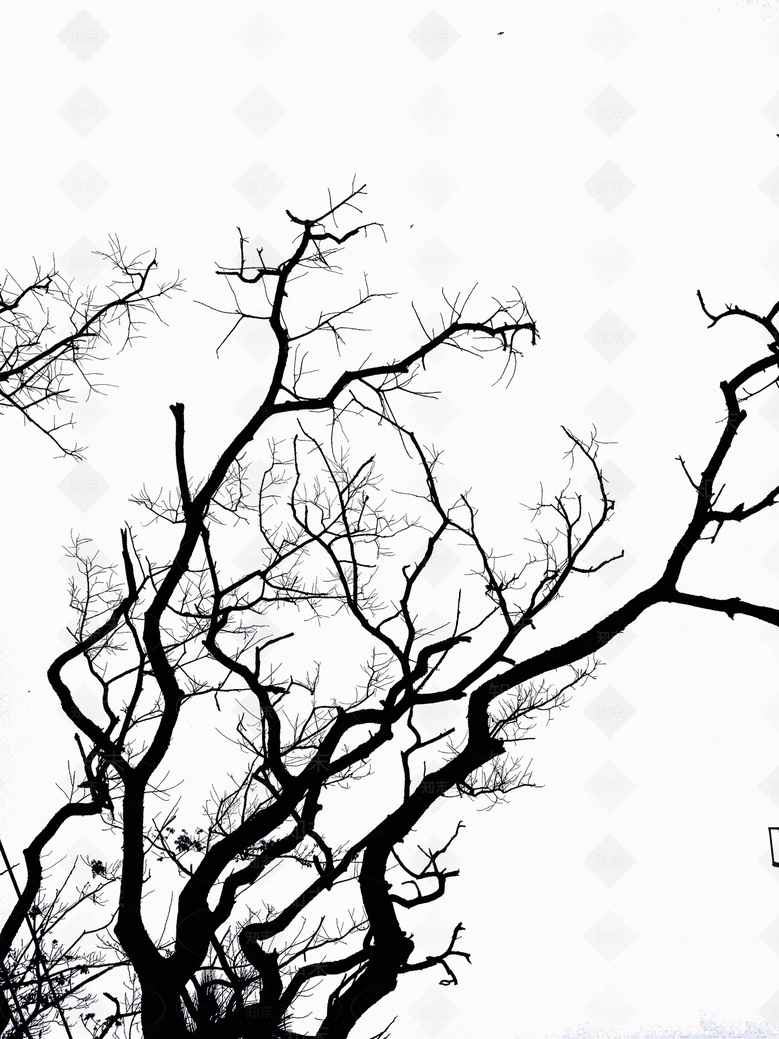黑白树干贴图贴图下载【ID:1138687626】