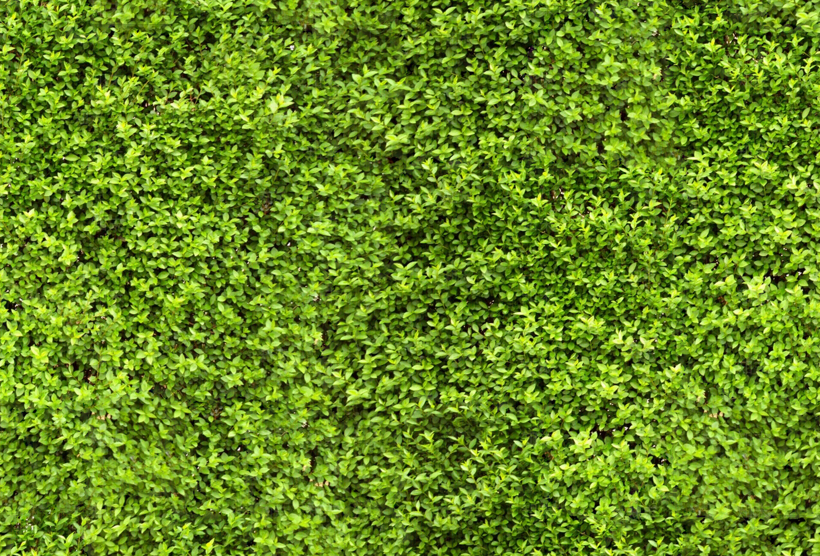 灌木围墙贴图下载【ID:1139088355】