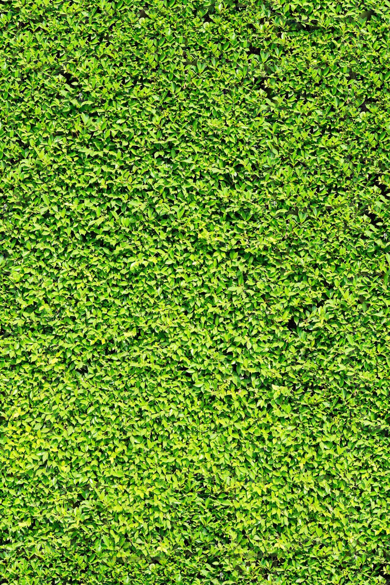 灌木围墙贴图下载【ID:1139088368】